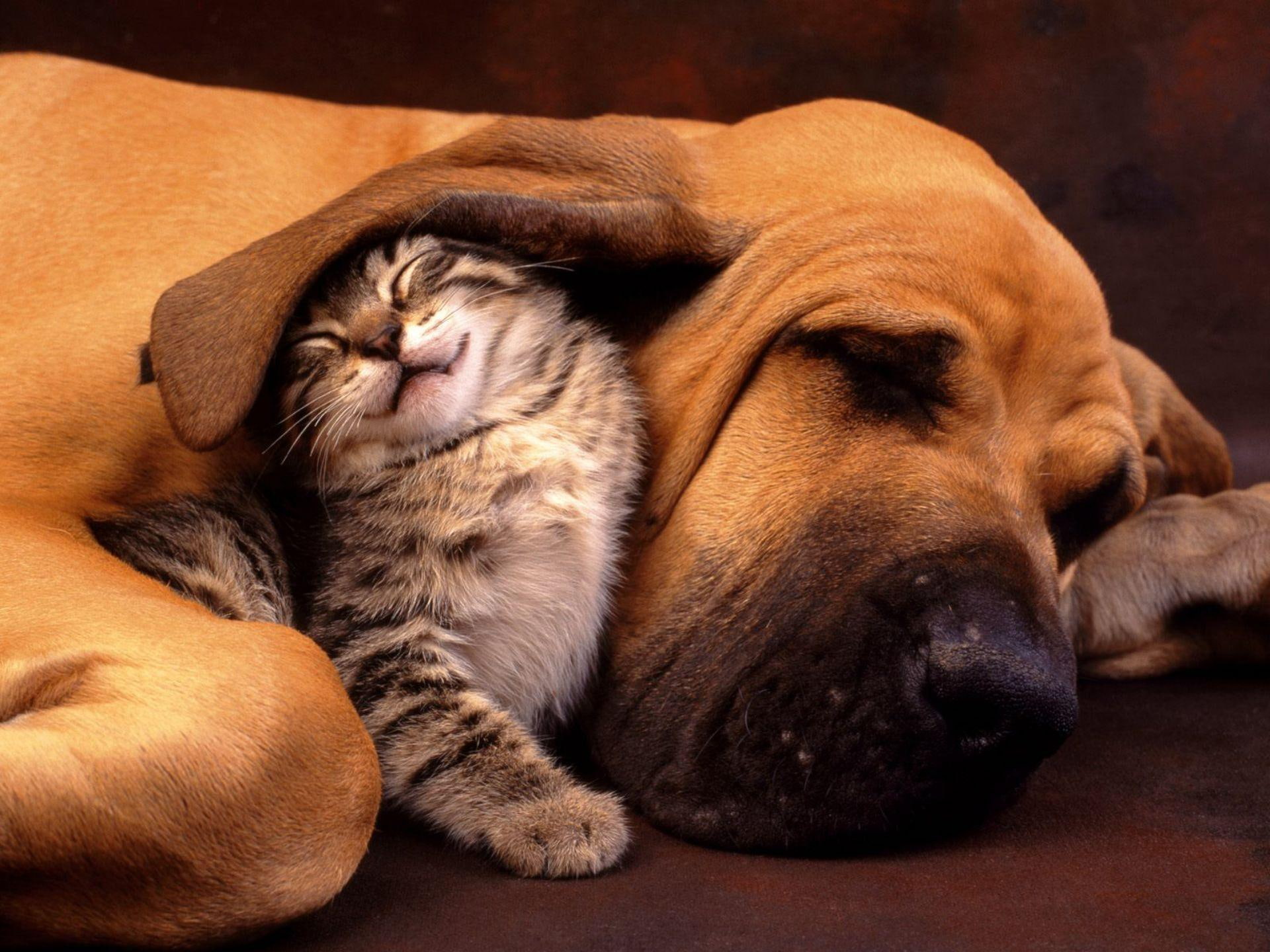 Cat & Dog HD download for free