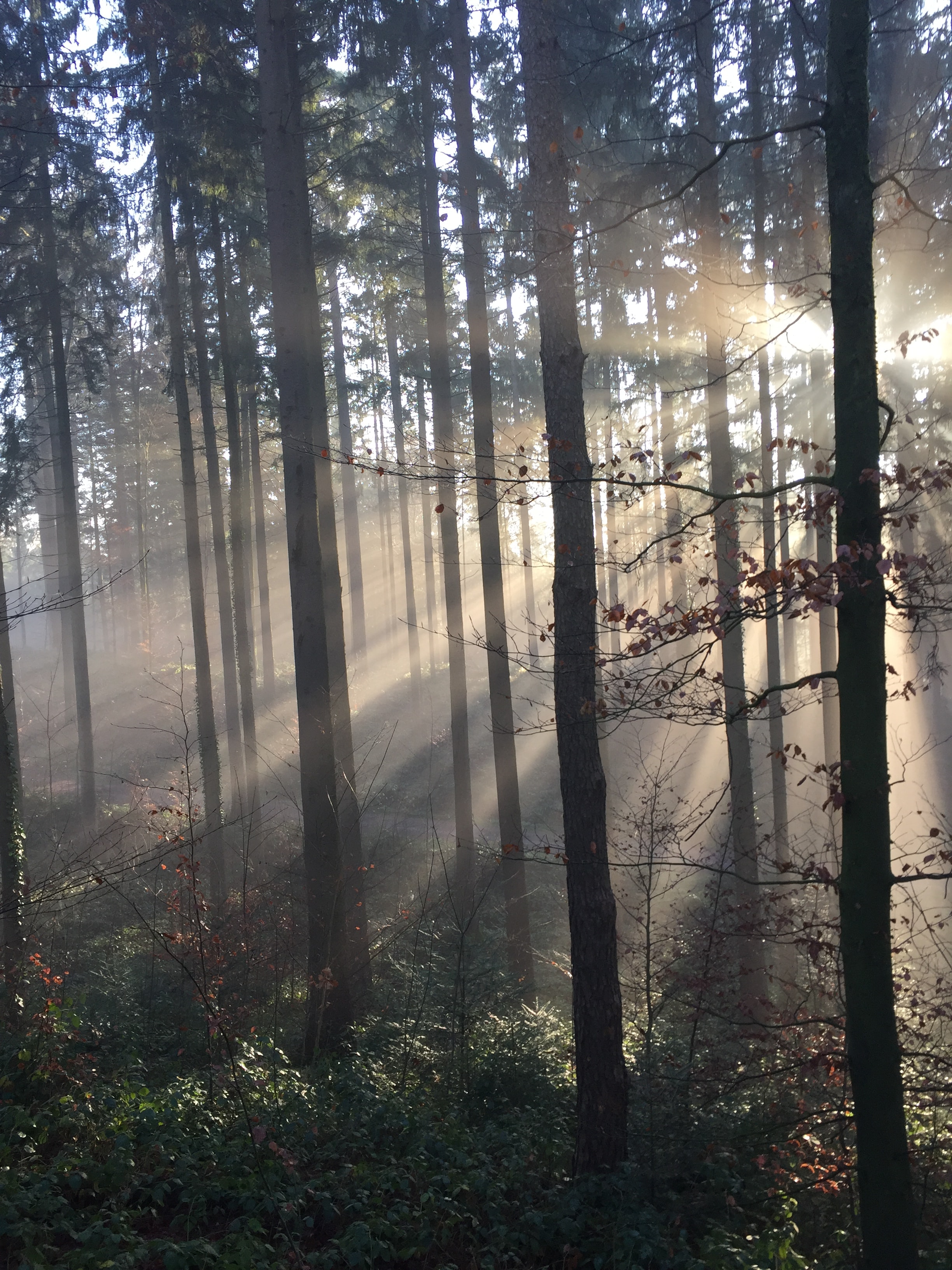 Скачать картинку Туман, Лучи Солнца, Природа, Деревья, Лес в телефон бесплатно.