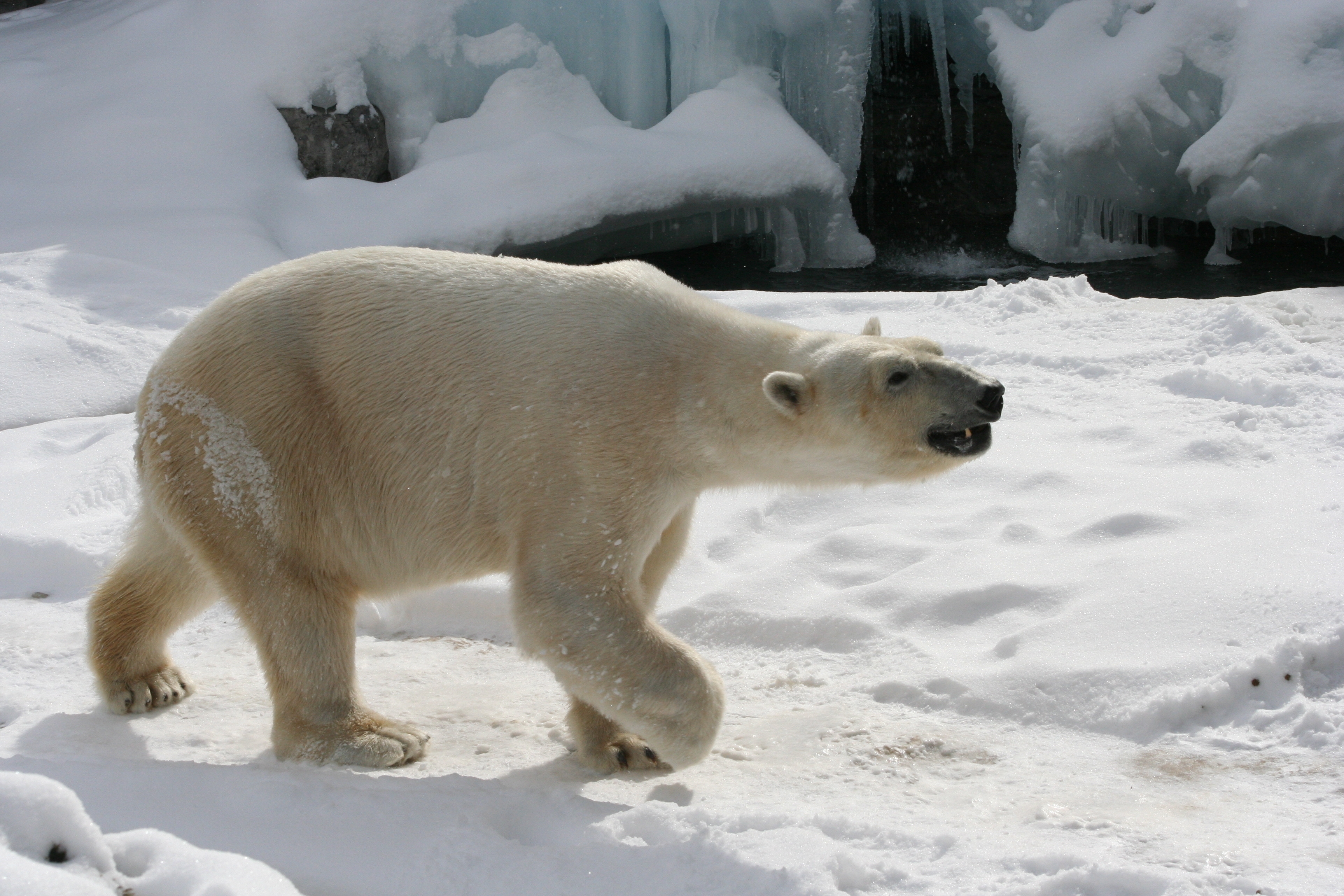 animals, snow, traces, polar bear Full HD