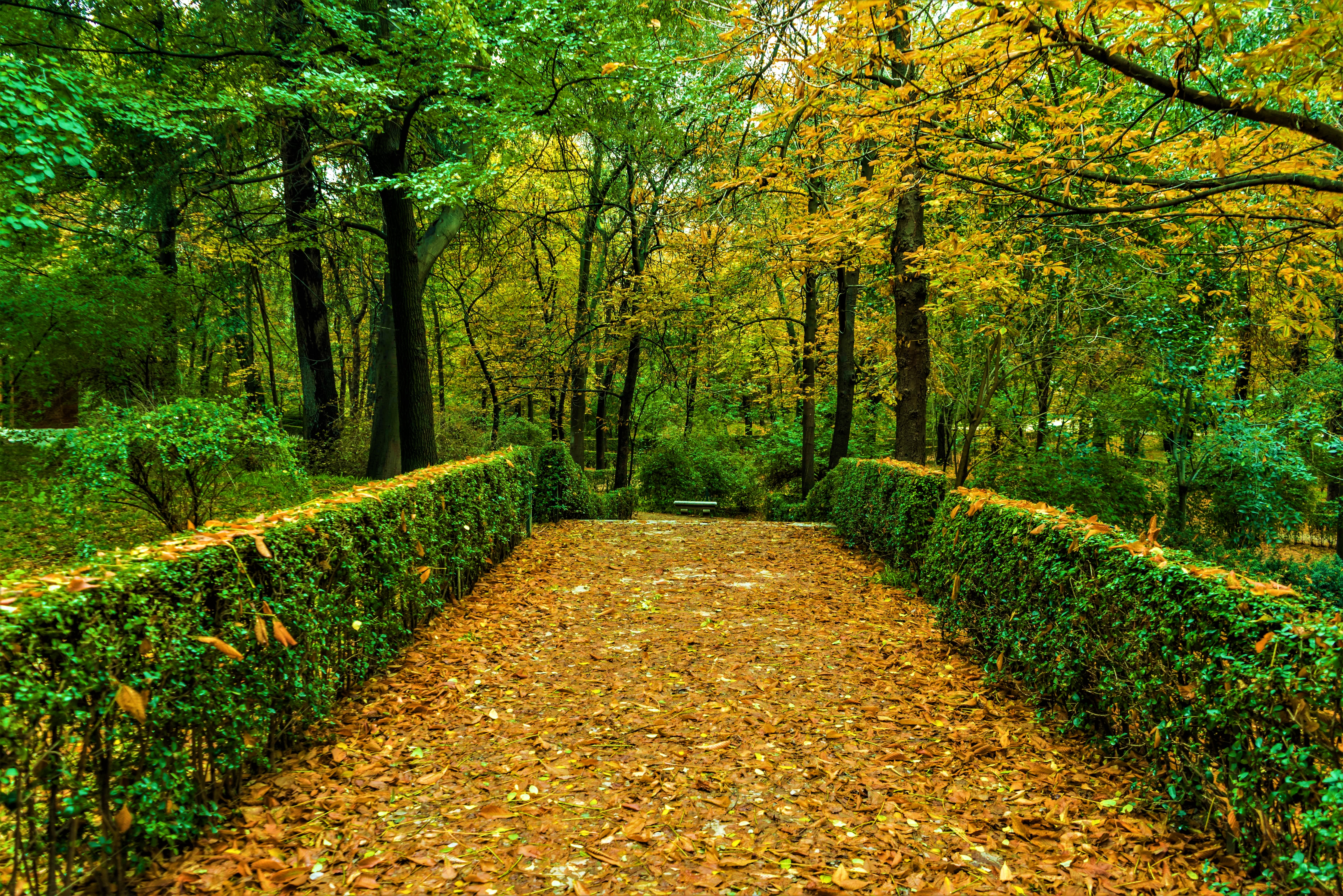 871259 下載圖片 摄影, 公园, 秋季, 绿色, 灌木, 树 - 免費壁紙和屏保