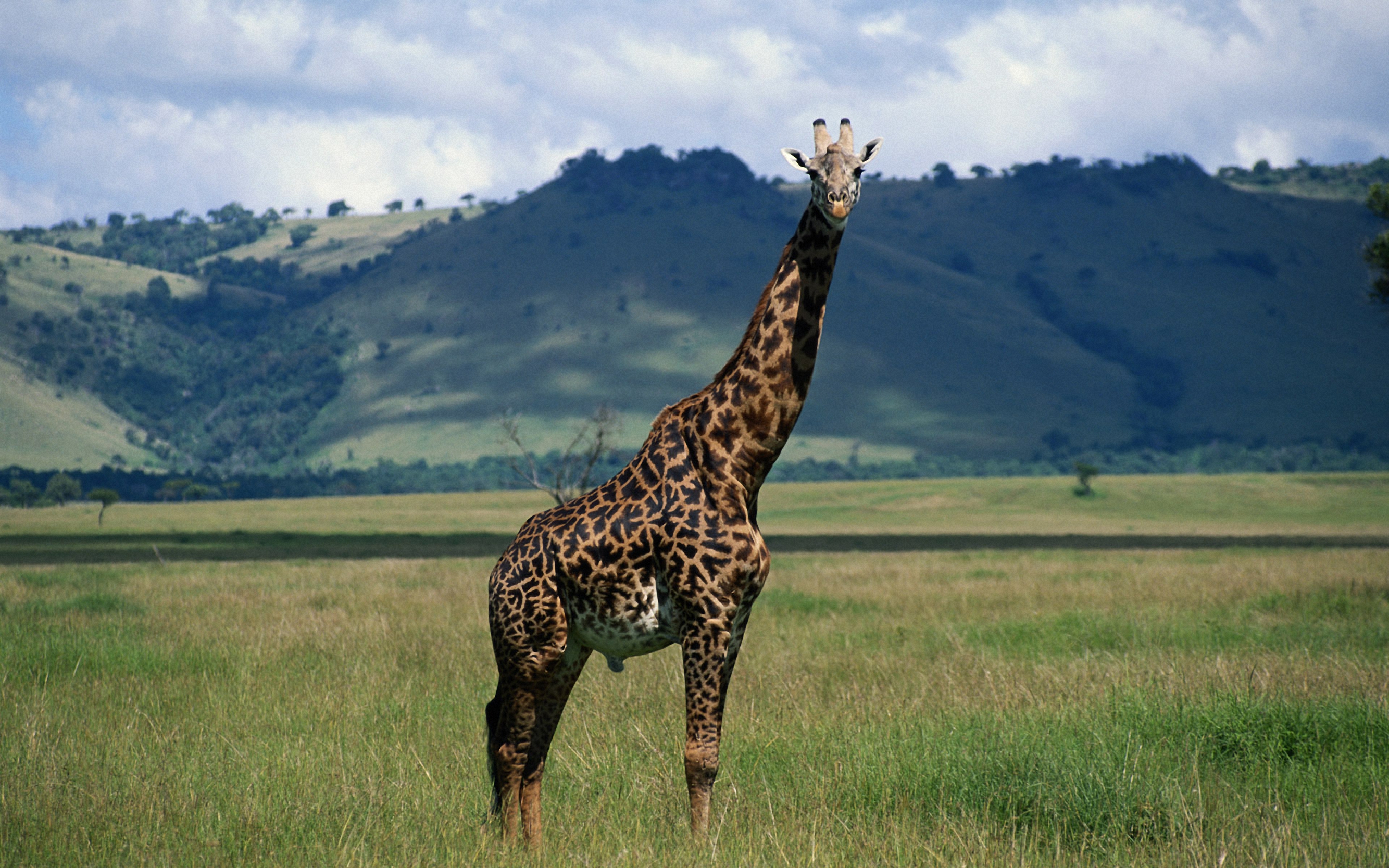 Масайский Жираф
