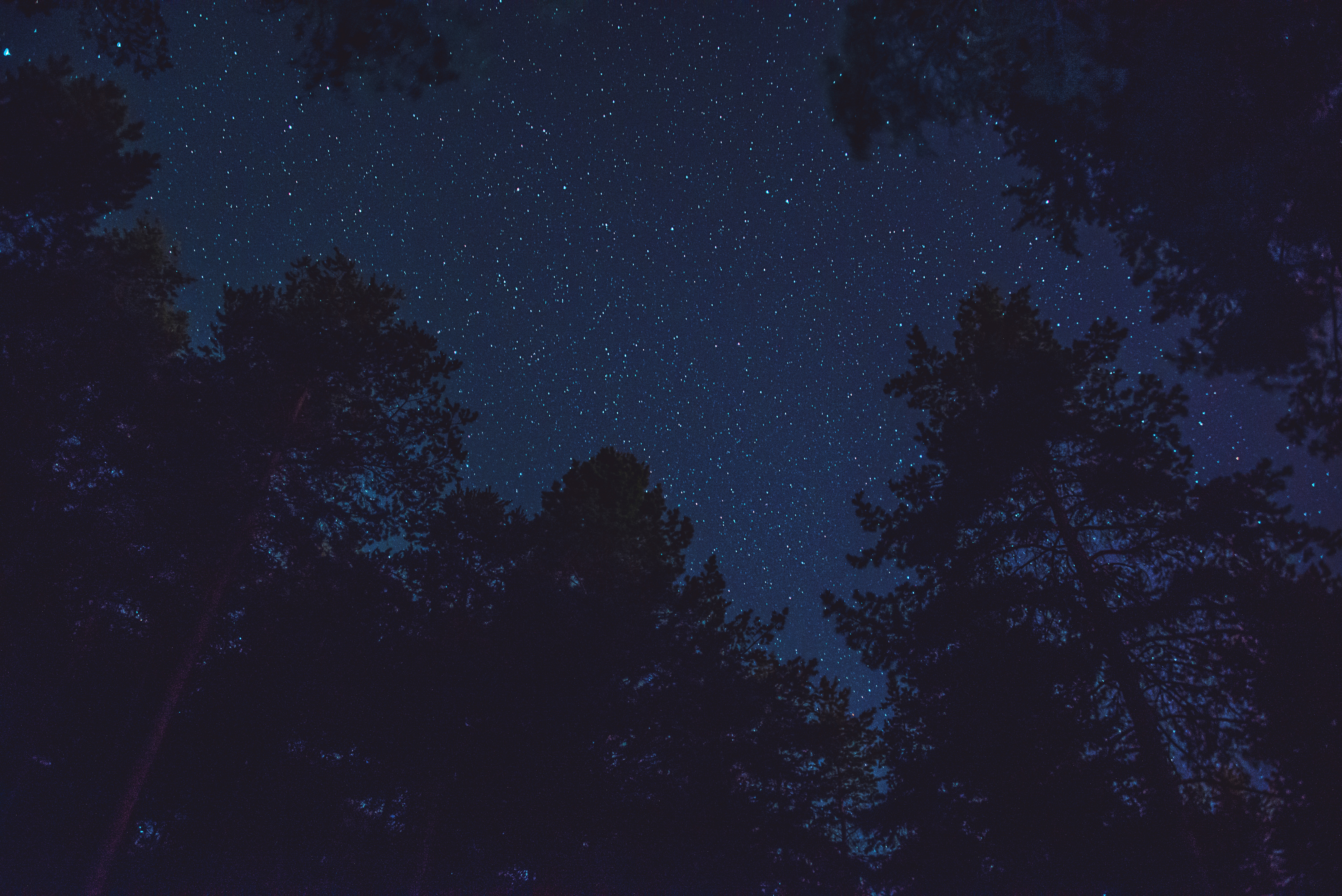 Ночь лес звезды