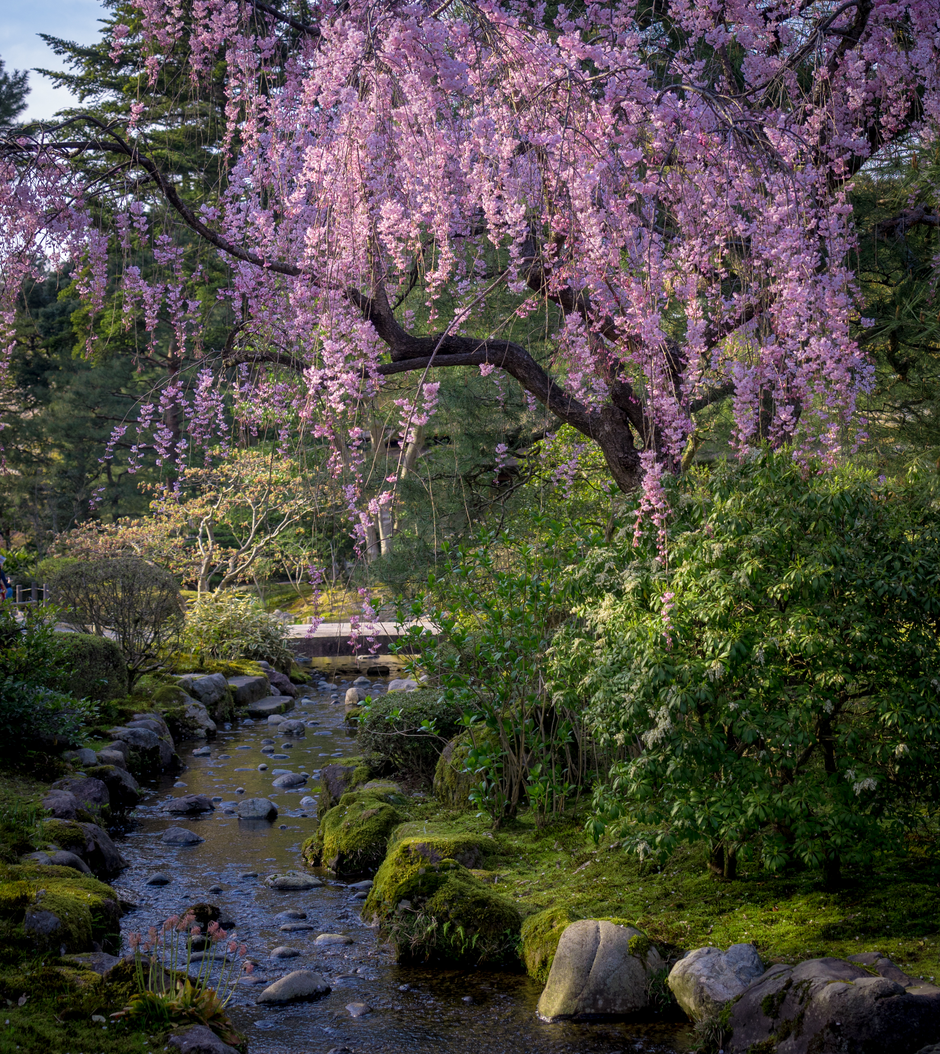 85116 скачать обои природа, сакура, деревья, река, цветы, камни - заставки и картинки бесплатно
