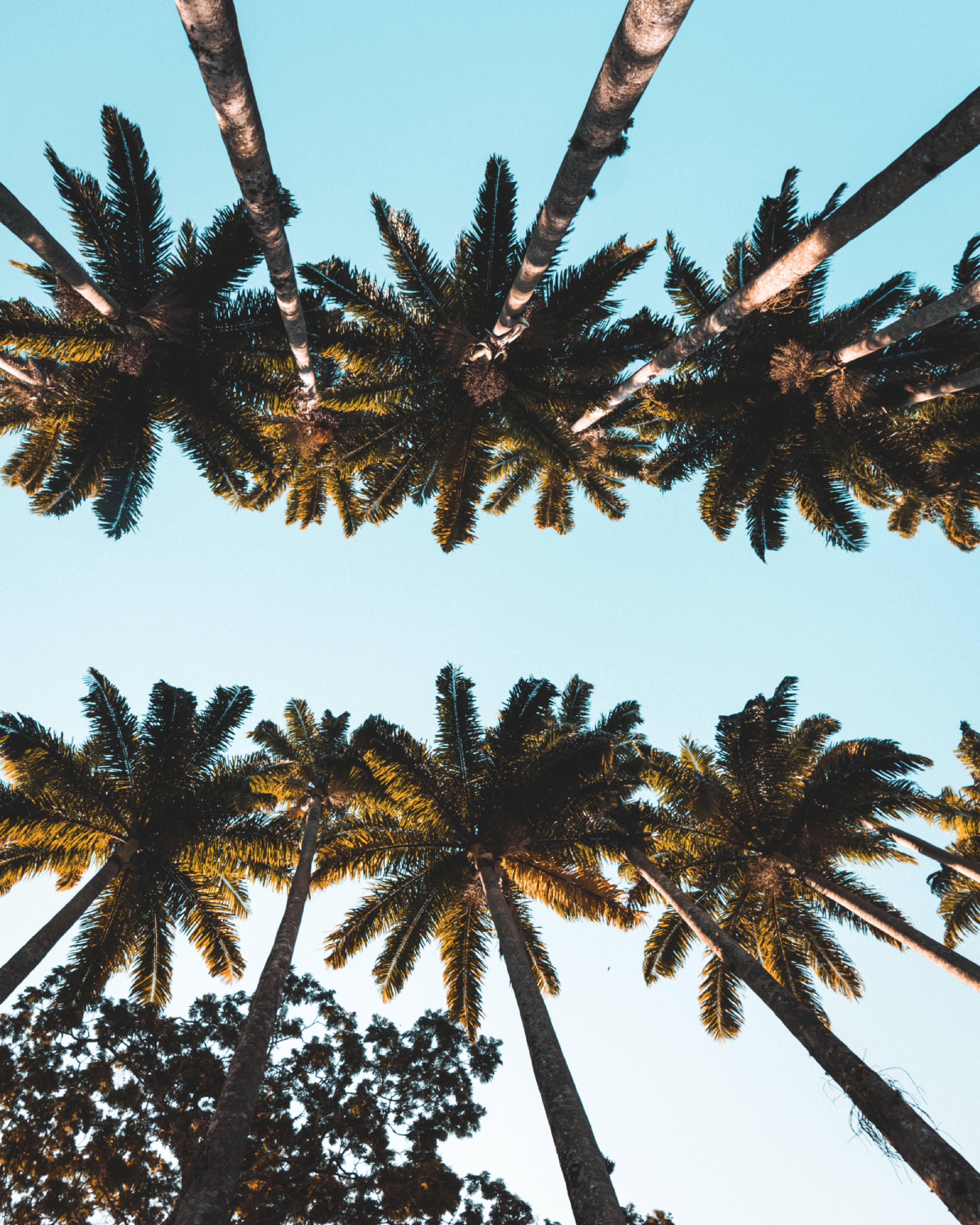 nature, trees, palms, top, crown, tops, tropical, crowns UHD