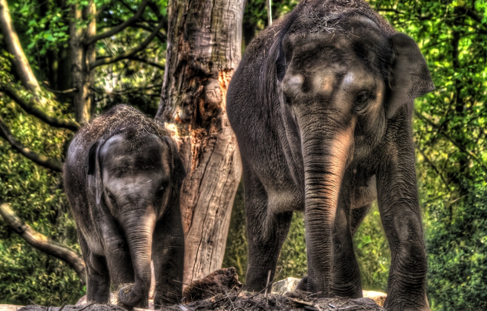 43093 Bildschirmschoner und Hintergrundbilder Elephants auf Ihrem Telefon. Laden Sie  Bilder kostenlos herunter