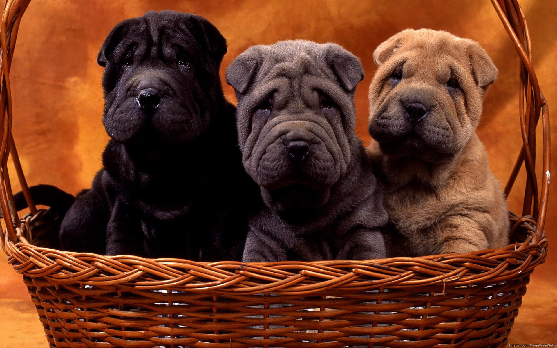animal, shar pei, basket, cute, dog, puppy, dogs lock screen backgrounds