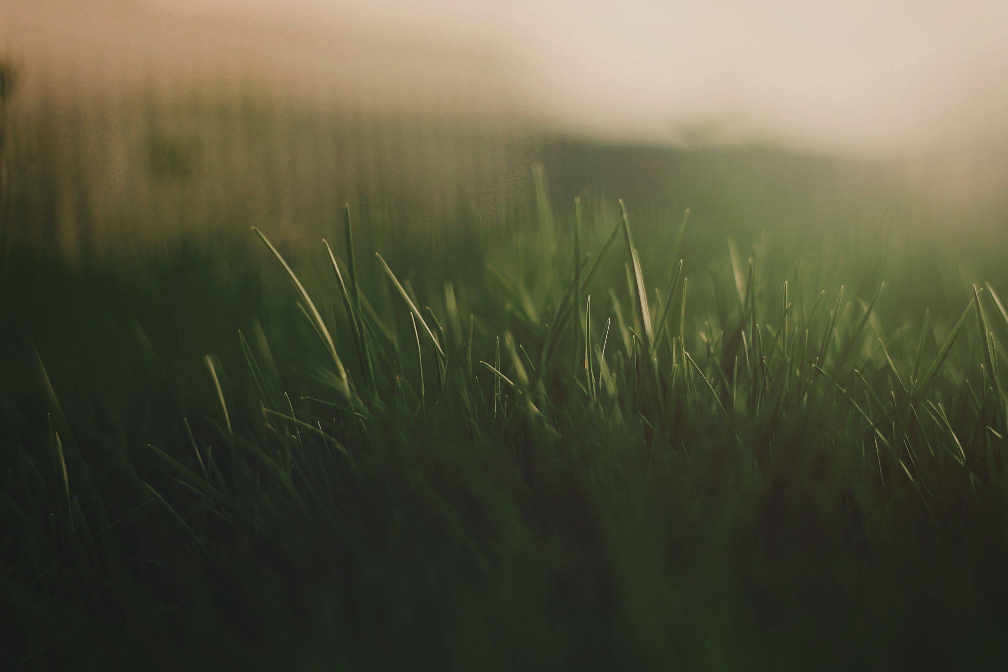 Free download wallpaper Grass, Shine, Macro, Light, Fog, Dark, Background on your PC desktop