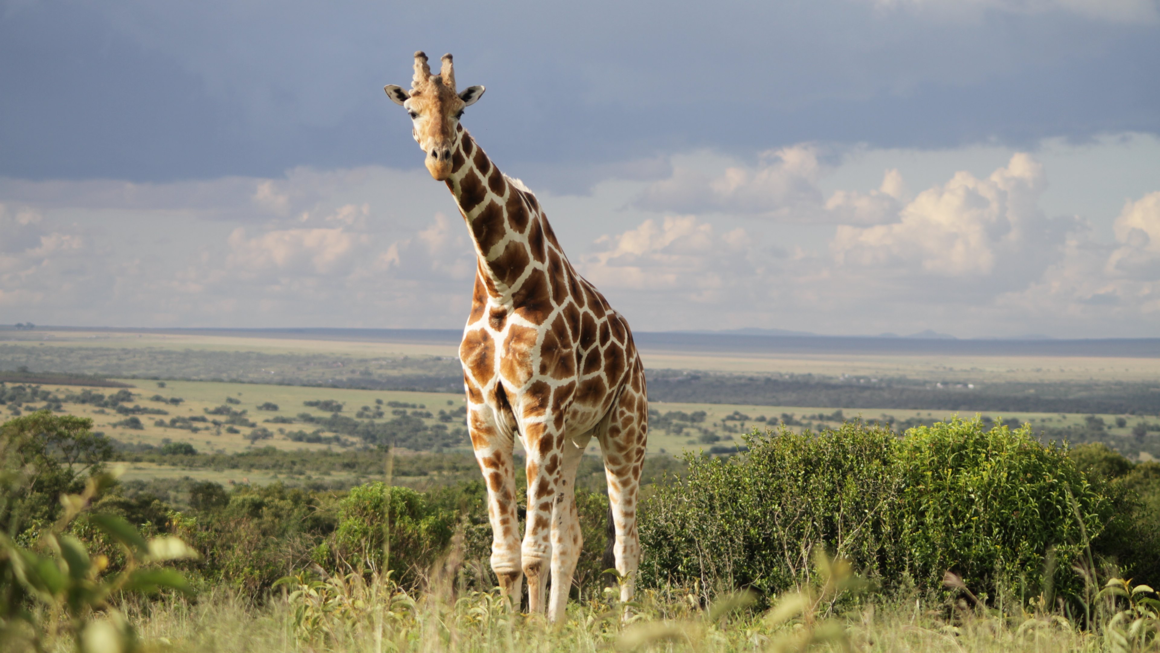 660983 Bild herunterladen tiere, giraffe - Hintergrundbilder und Bildschirmschoner kostenlos