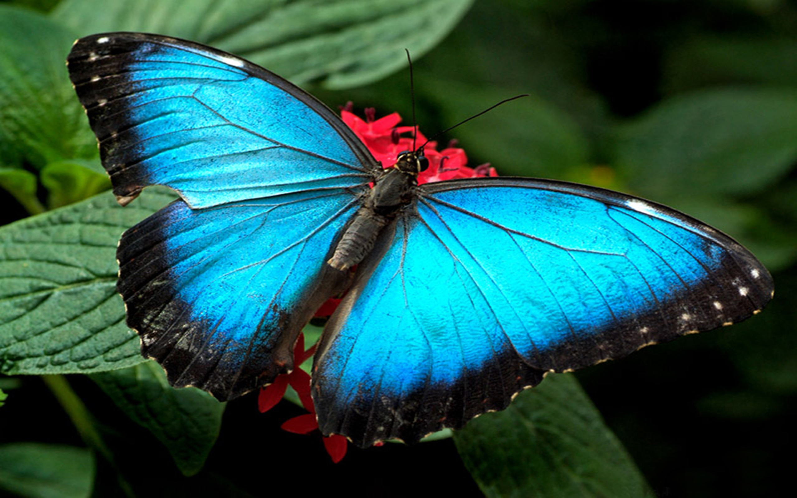 749658 baixar papel de parede animais, borboleta, azul, folha - protetores de tela e imagens gratuitamente