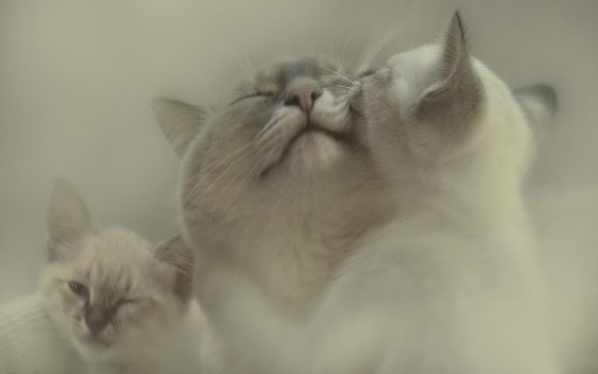 Скачать обои бесплатно Животные, Любовь, Кошки (Коты Котики) картинка на рабочий стол ПК
