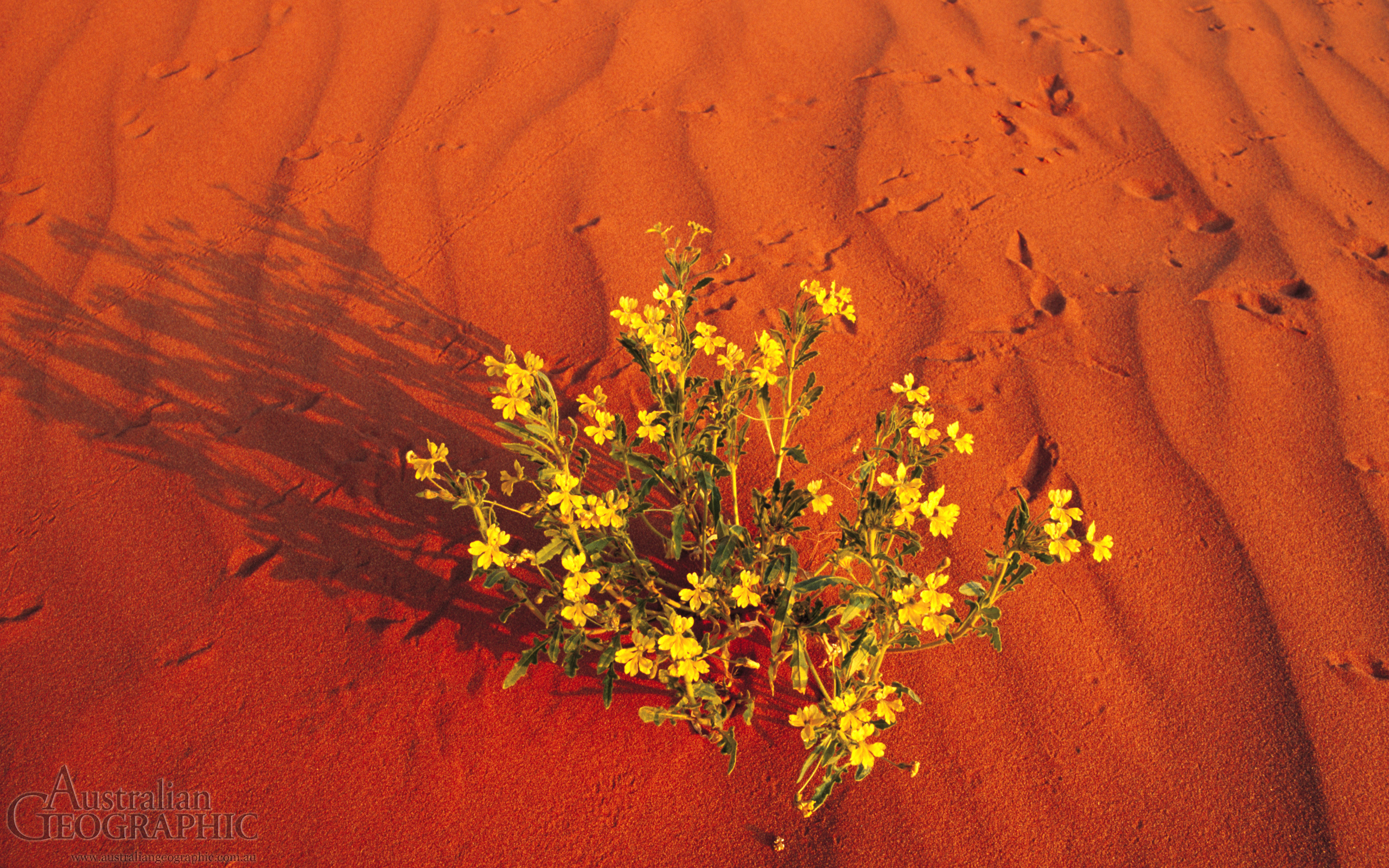 Цветы в пустыне рамки