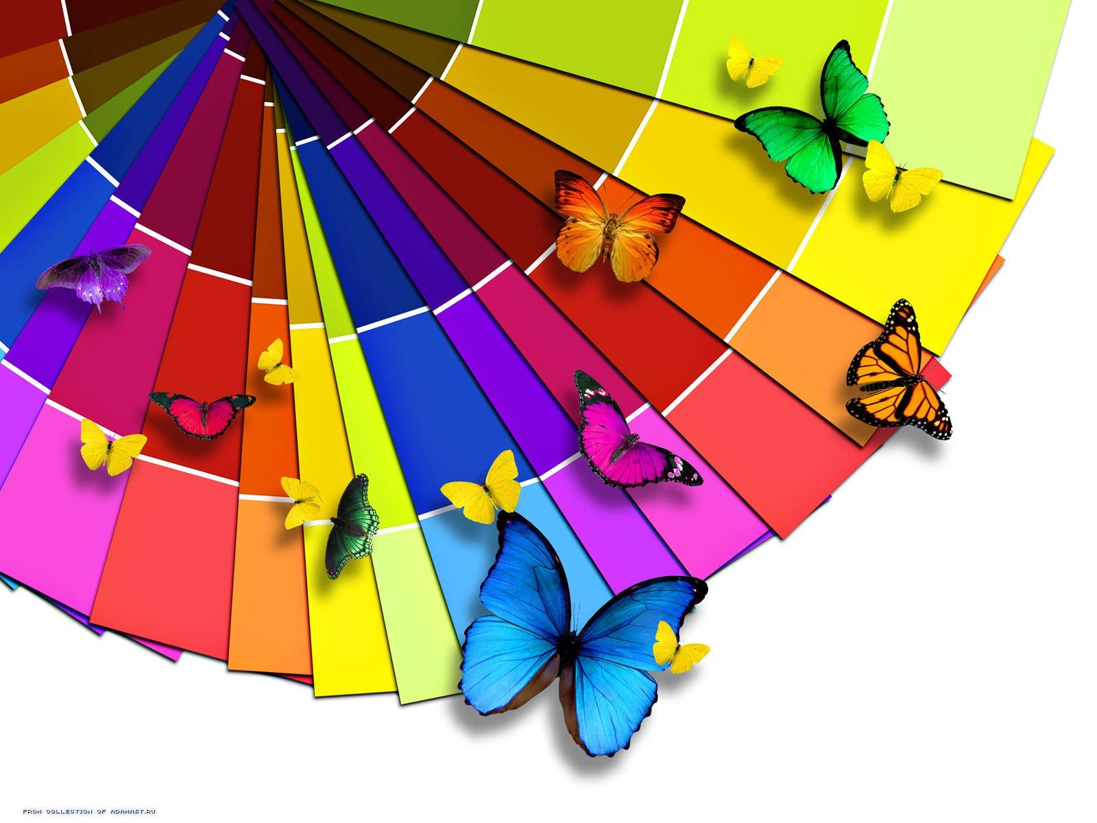免费下载蝴蝶, 彩虹, 昆虫手机壁纸。