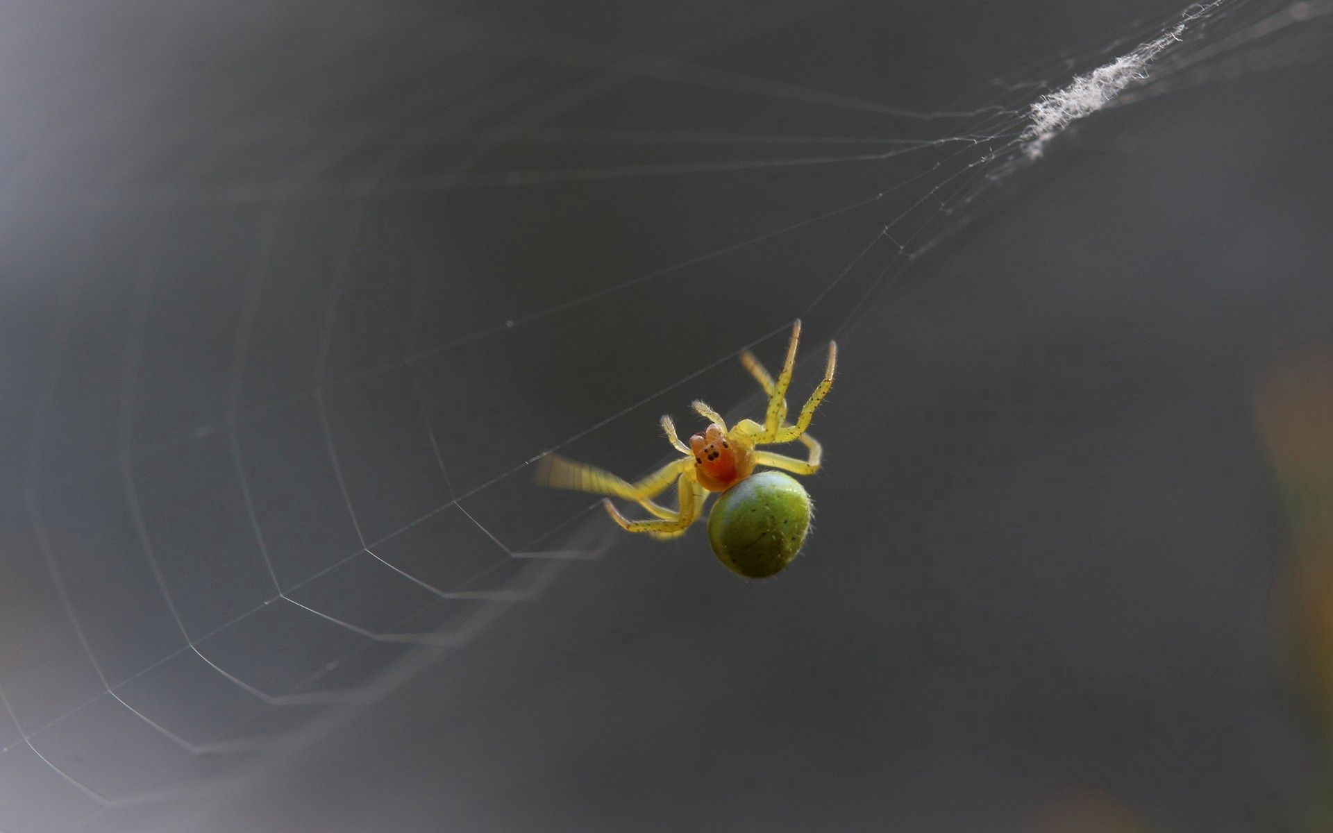 web, macro, spider, climb, weave