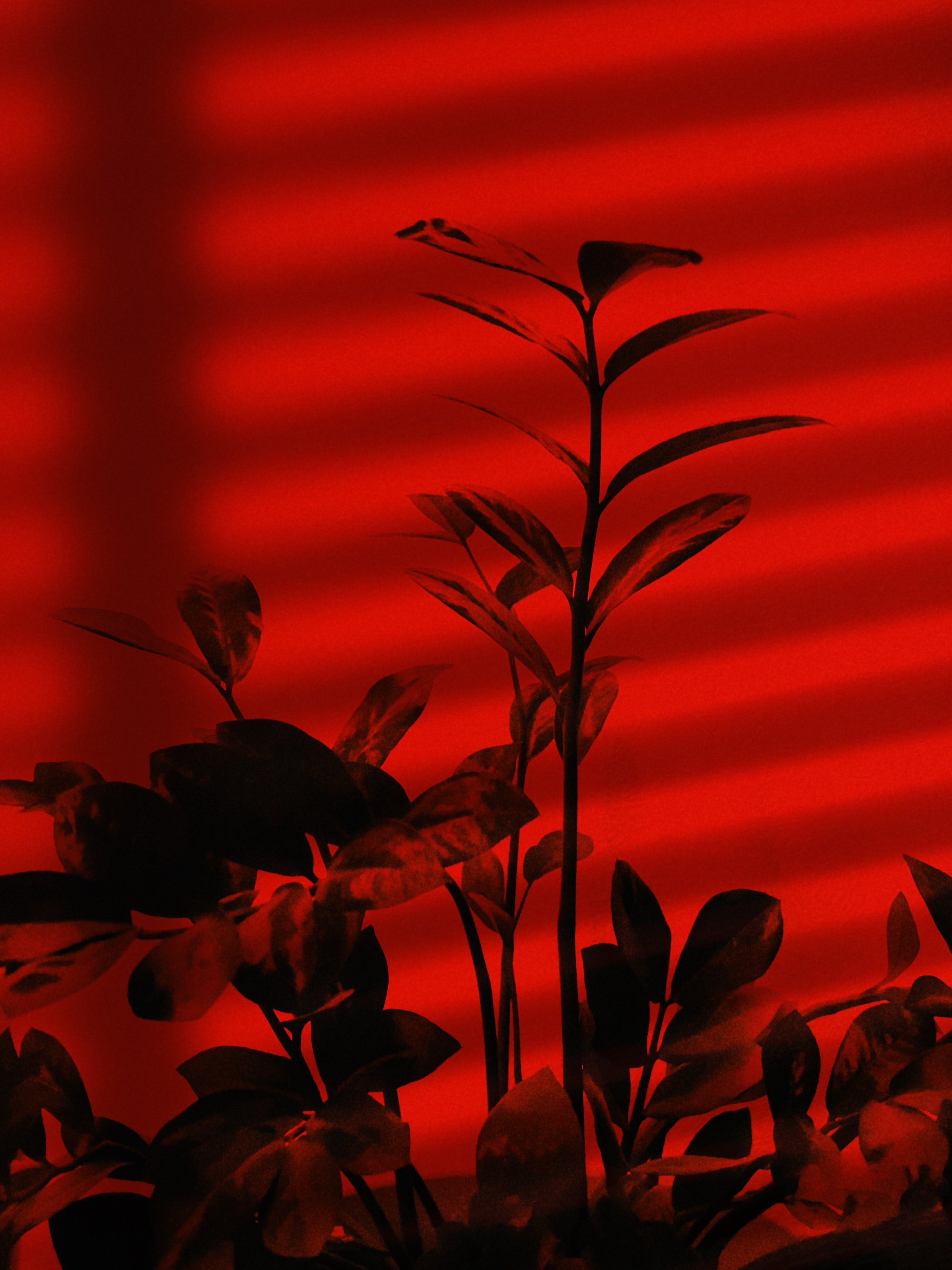 157401 descargar fondo de pantalla rojo, planta, oscuro, sucursales, ramas: protectores de pantalla e imágenes gratis