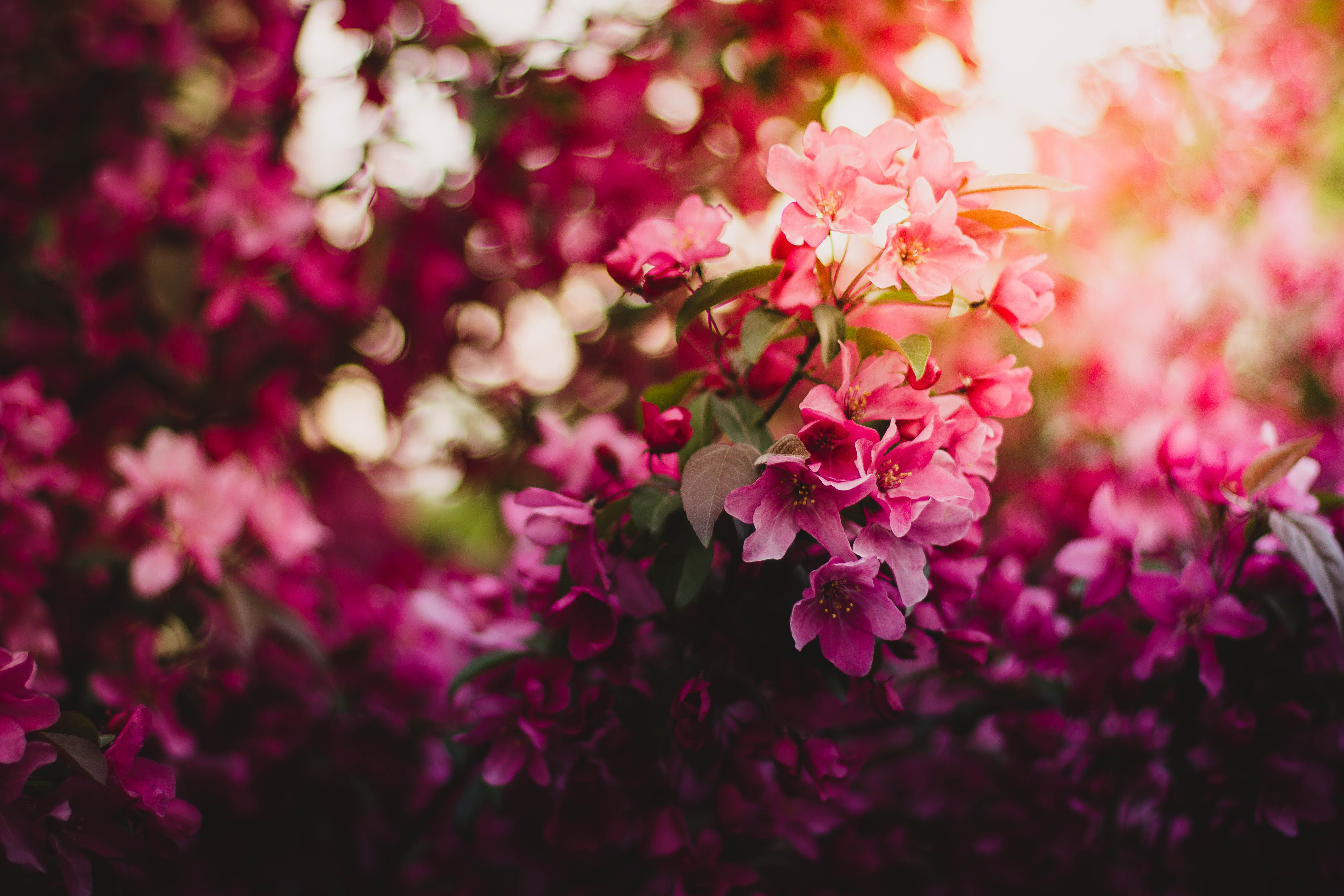 Download mobile wallpaper Nature, Flowers, Flower, Earth, Bokeh, Pink Flower for free.