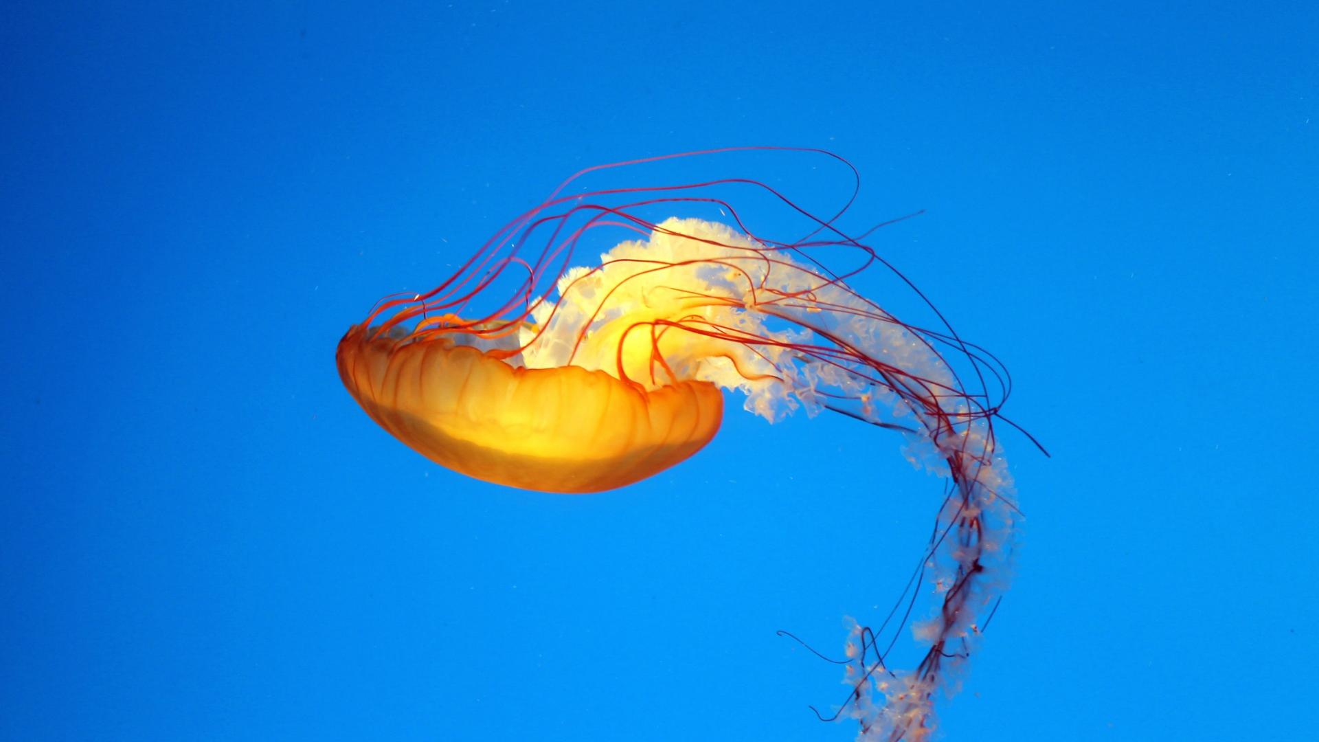 Заставка медузы