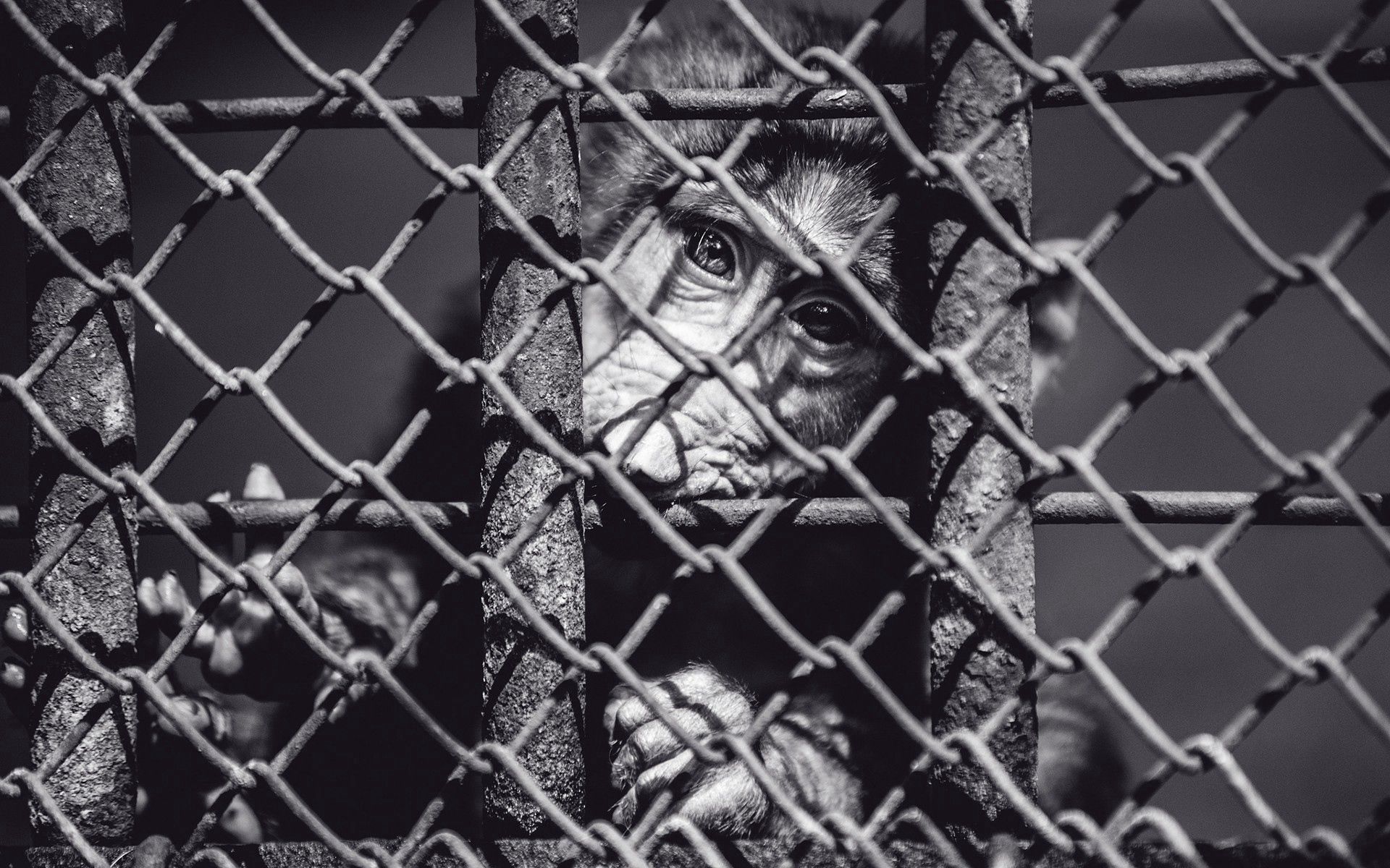 Download mobile wallpaper Chb, Cage, Muzzle, Animals, Bw, Cell, Monkey for free.