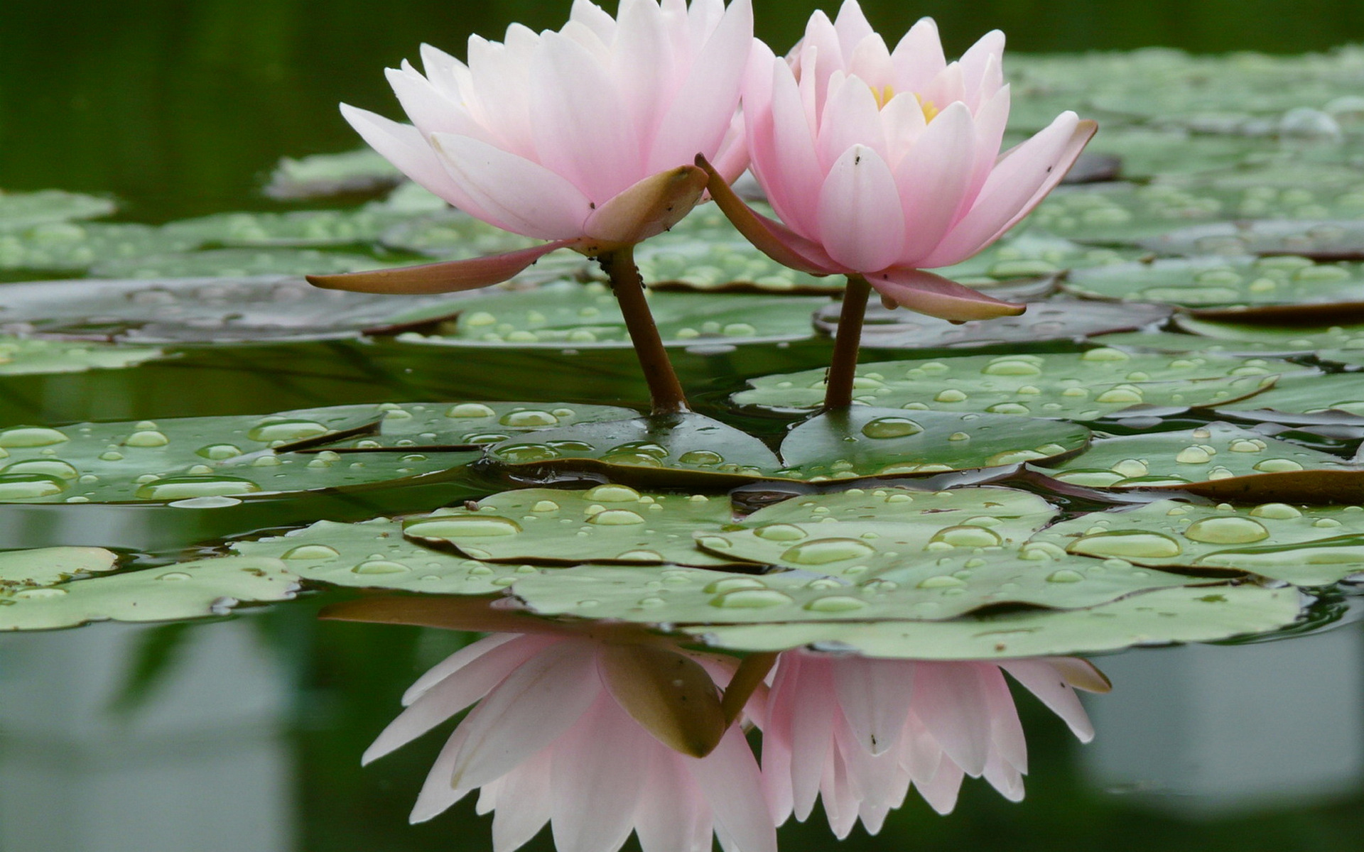 earth, water lily, flowers Full HD