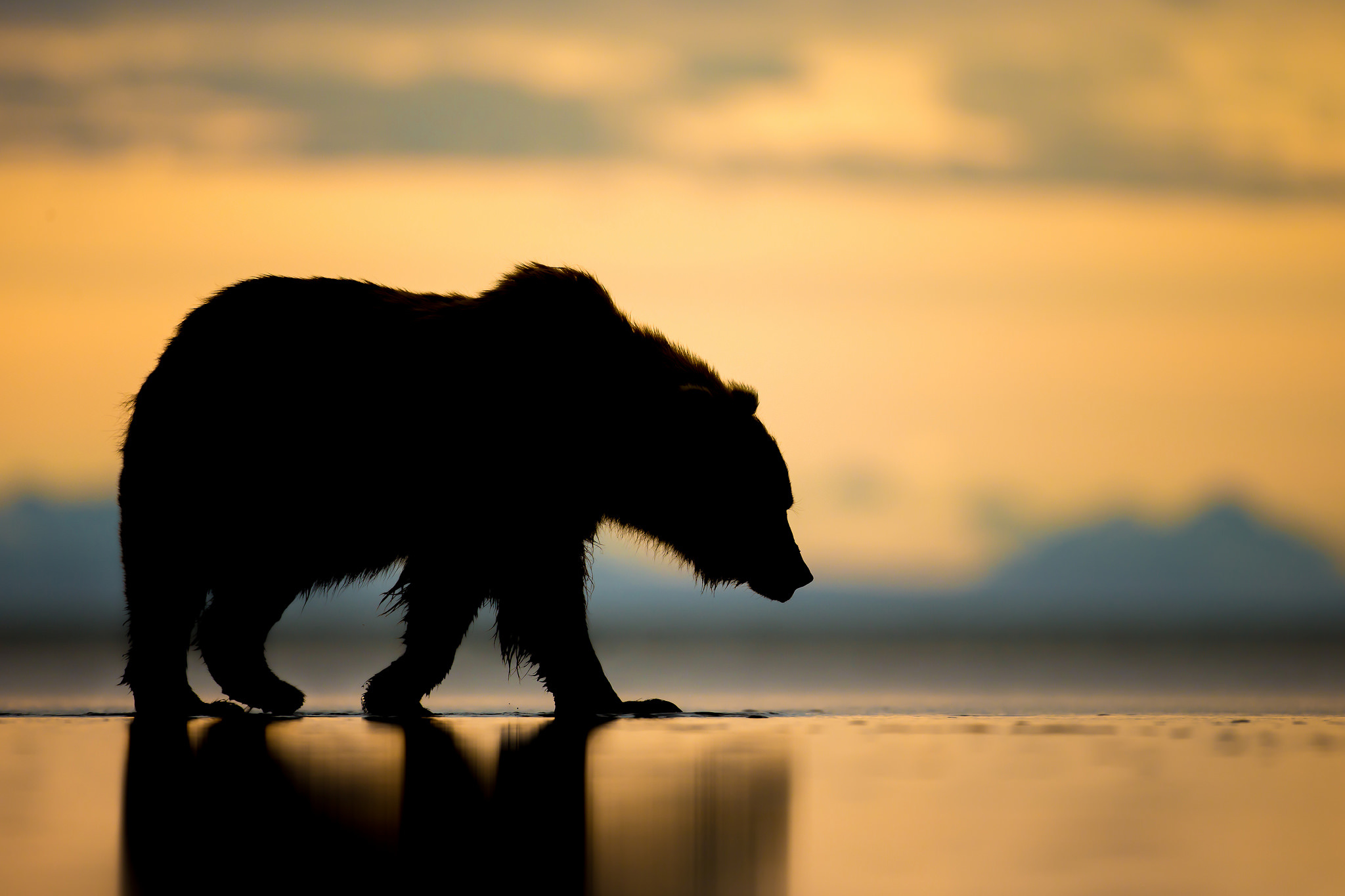 bear, animal, alaska, silhouette, sunset, bears