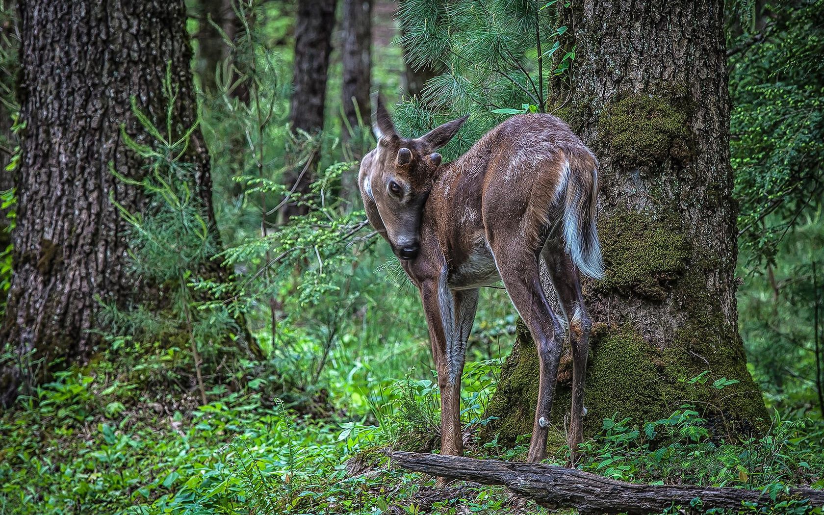 deer, animals, trees, grass, spotted, spotty, branches, branch desktop HD wallpaper