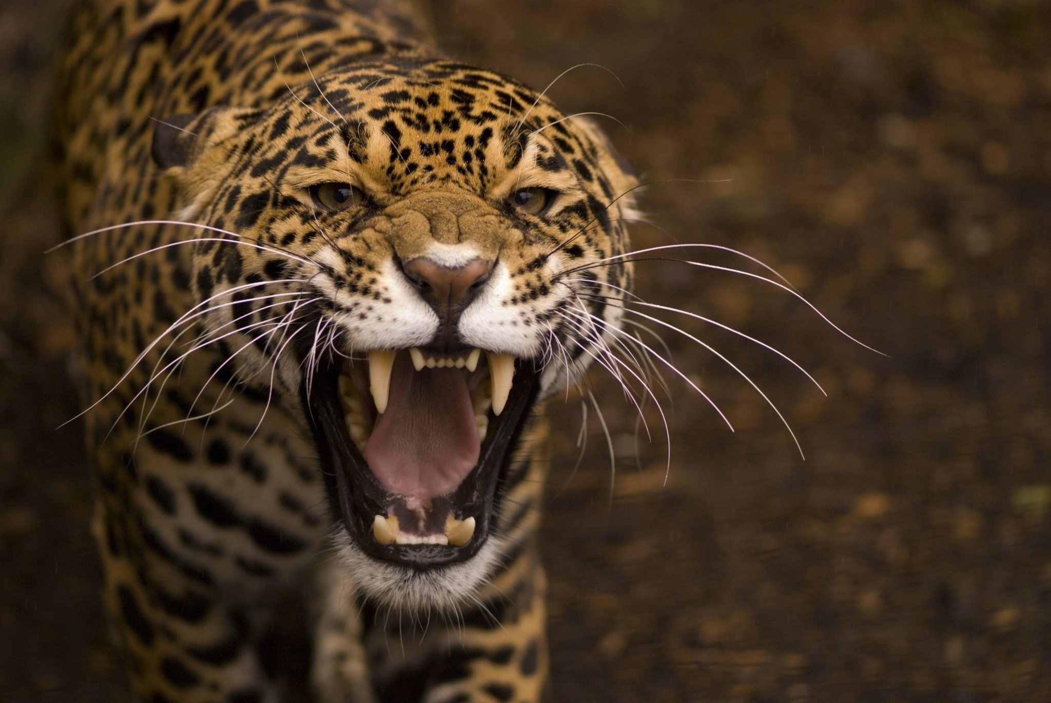 1441288 descargar fondo de pantalla jaguar, animales: protectores de pantalla e imágenes gratis