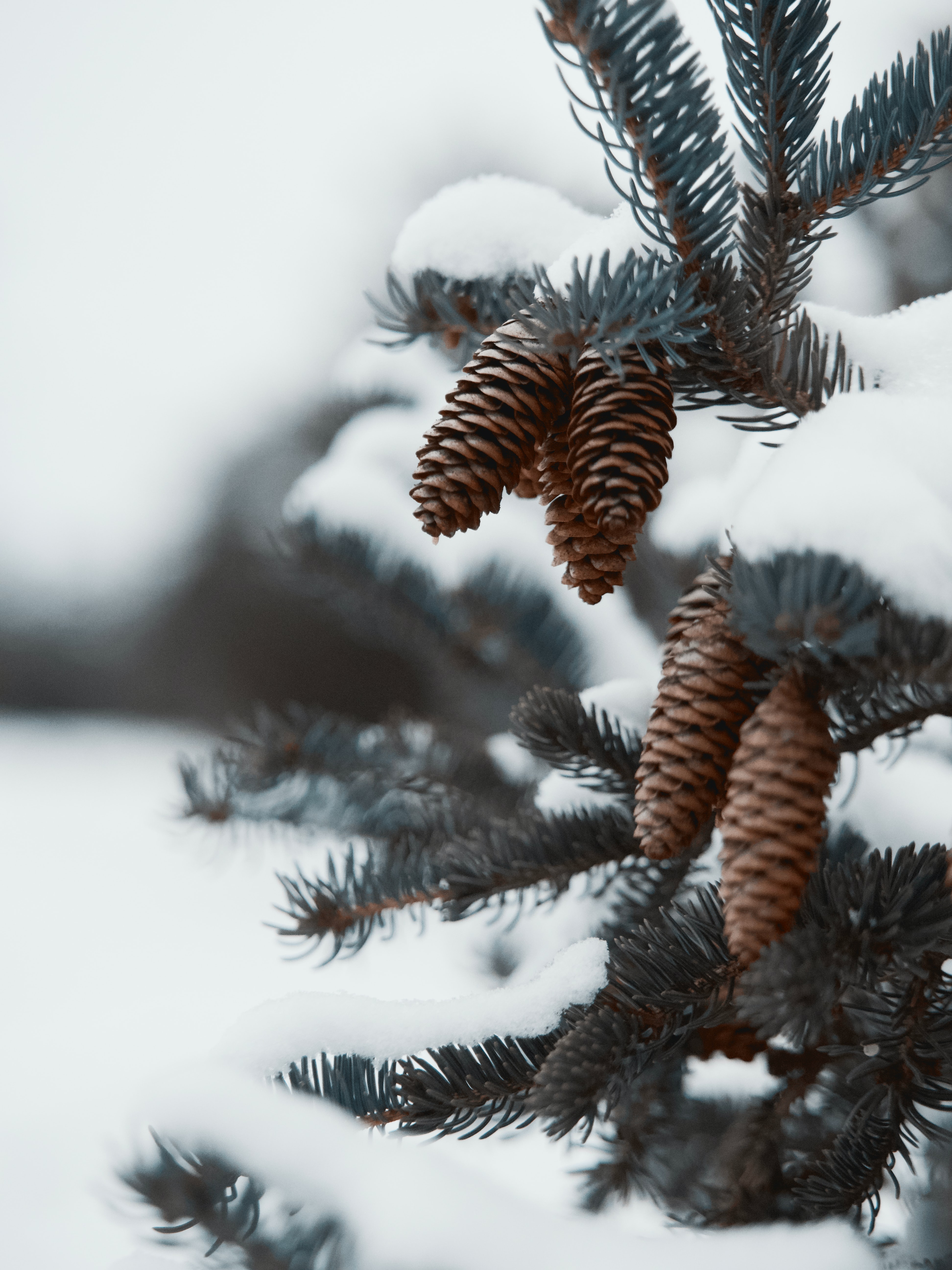 cones, snow, plant, macro, branch, needles download HD wallpaper