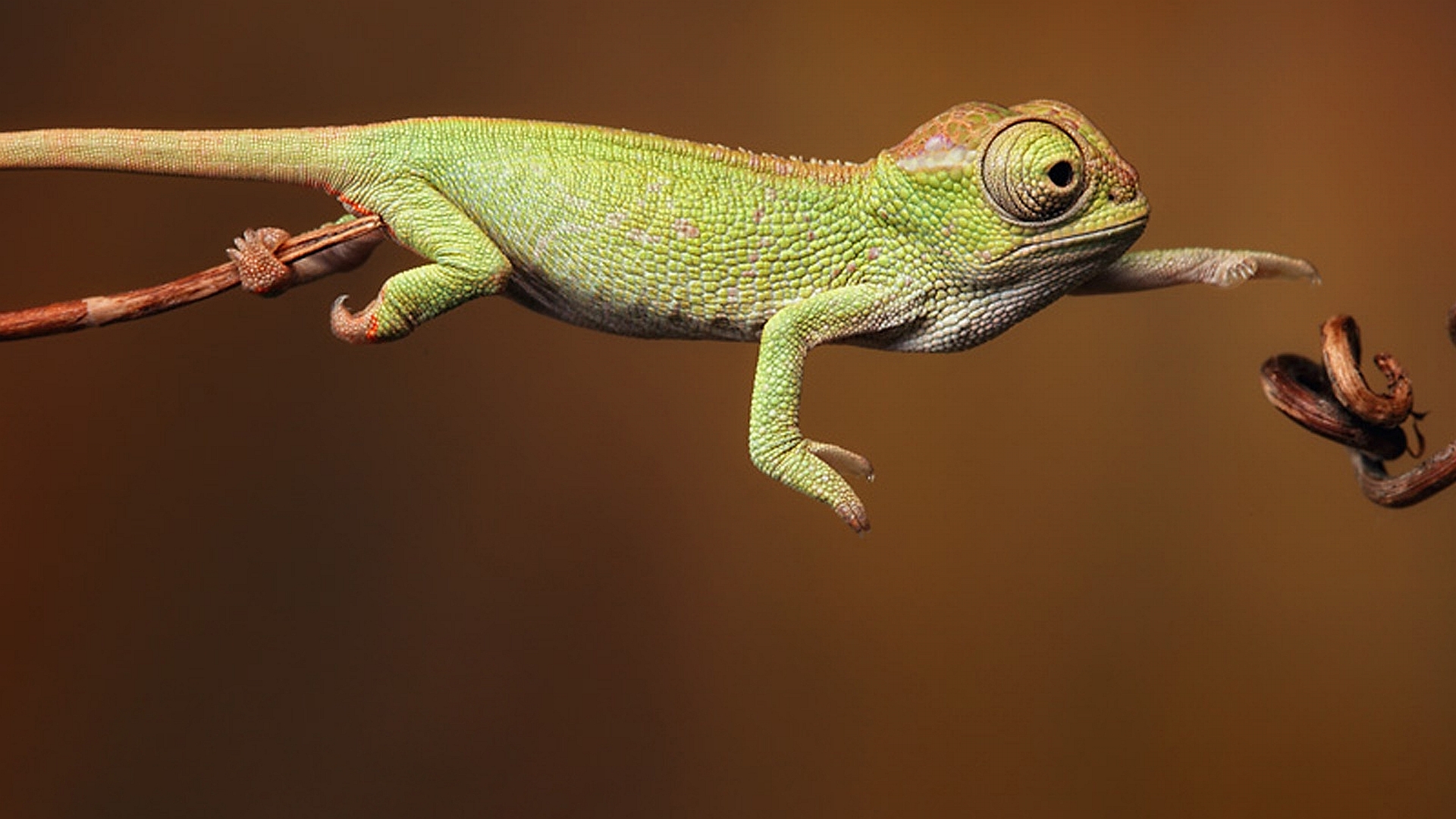 HD wallpaper animal, chameleon, lizard, reptiles