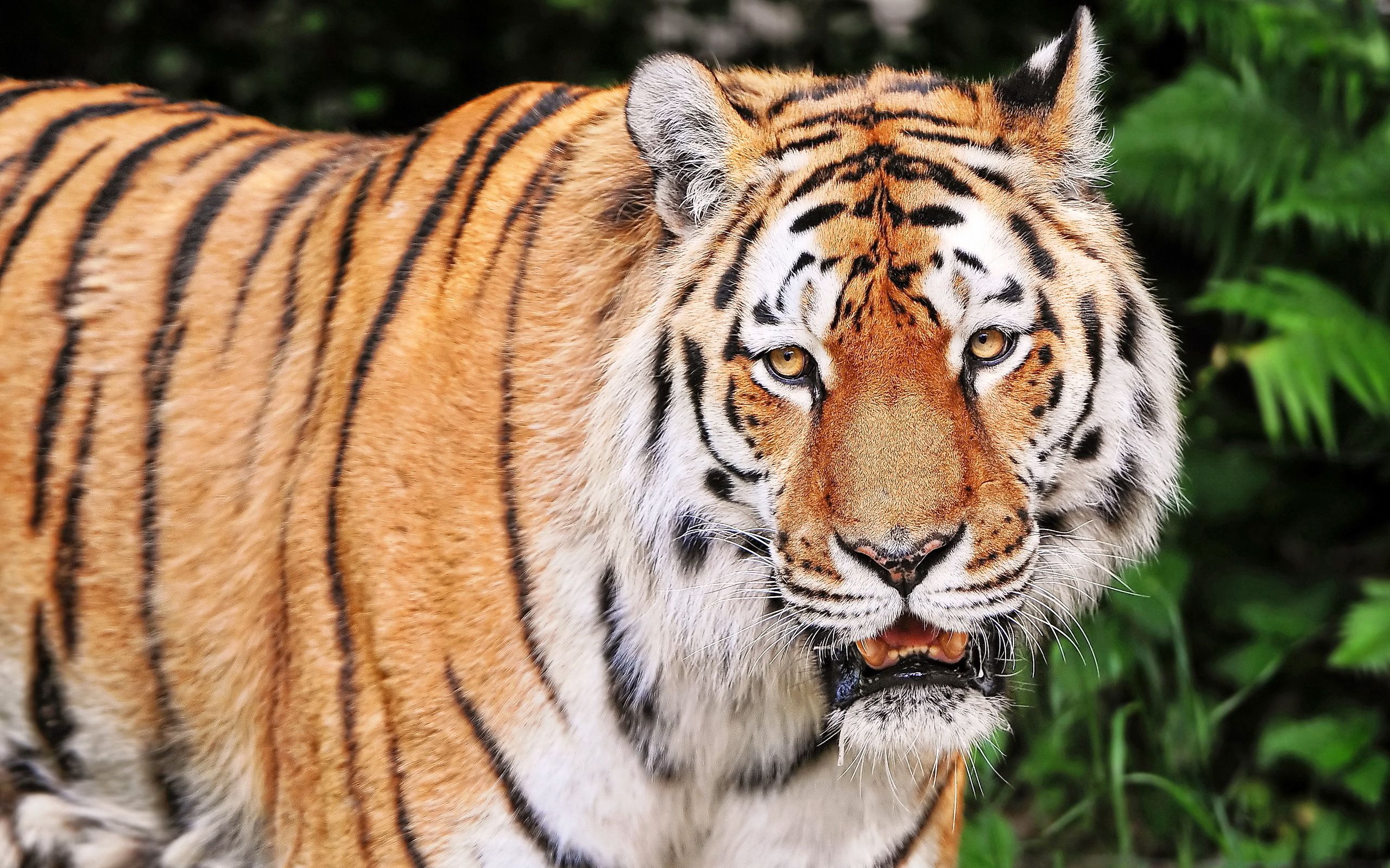 69810 скачать картинку животные, агрессия, морда, тигр, полосатый - обои и заставки бесплатно