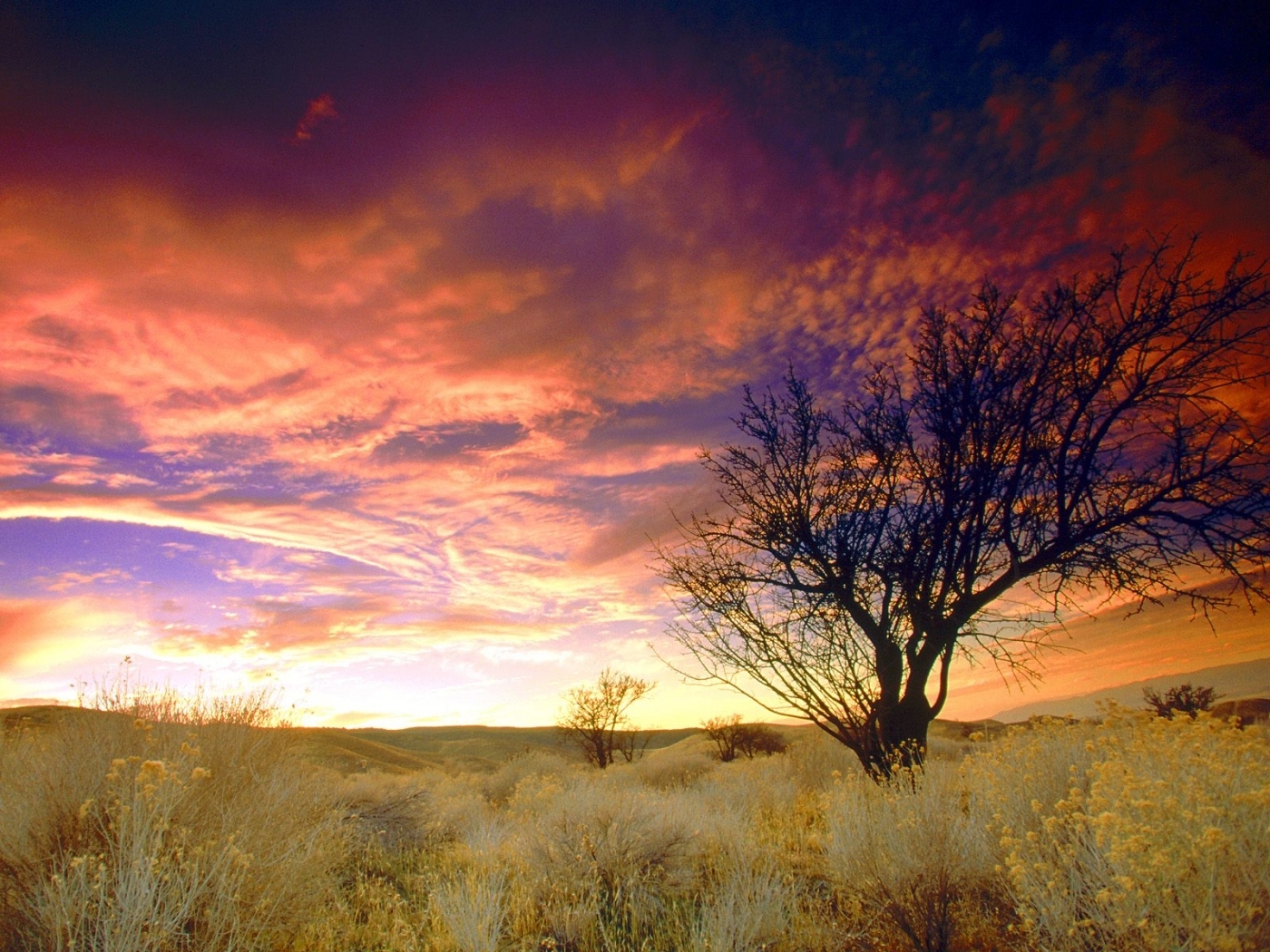 Download mobile wallpaper Trees, Sunset, Landscape for free.