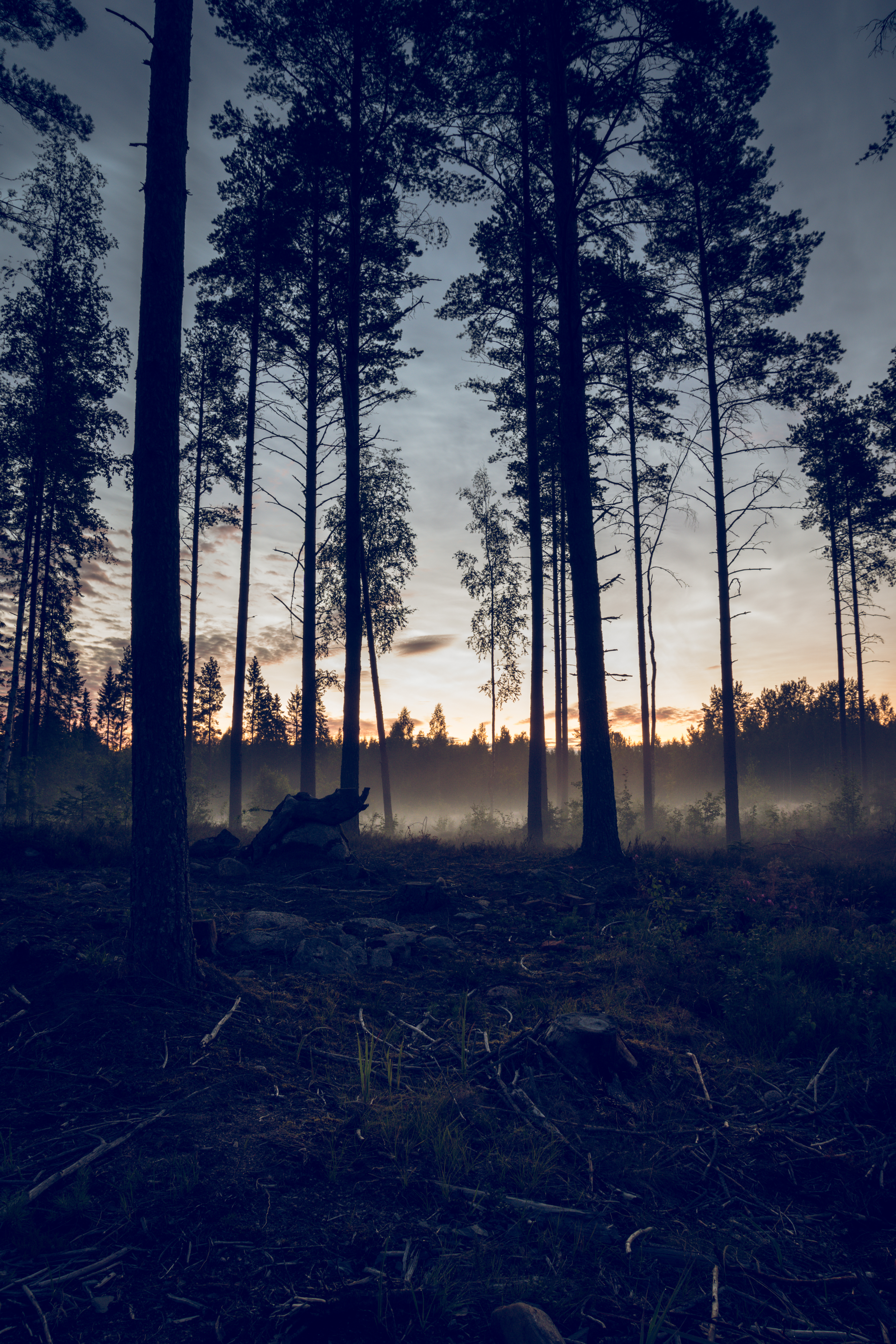 forest, nature, trees, sunset, fog, spruce, fir cellphone