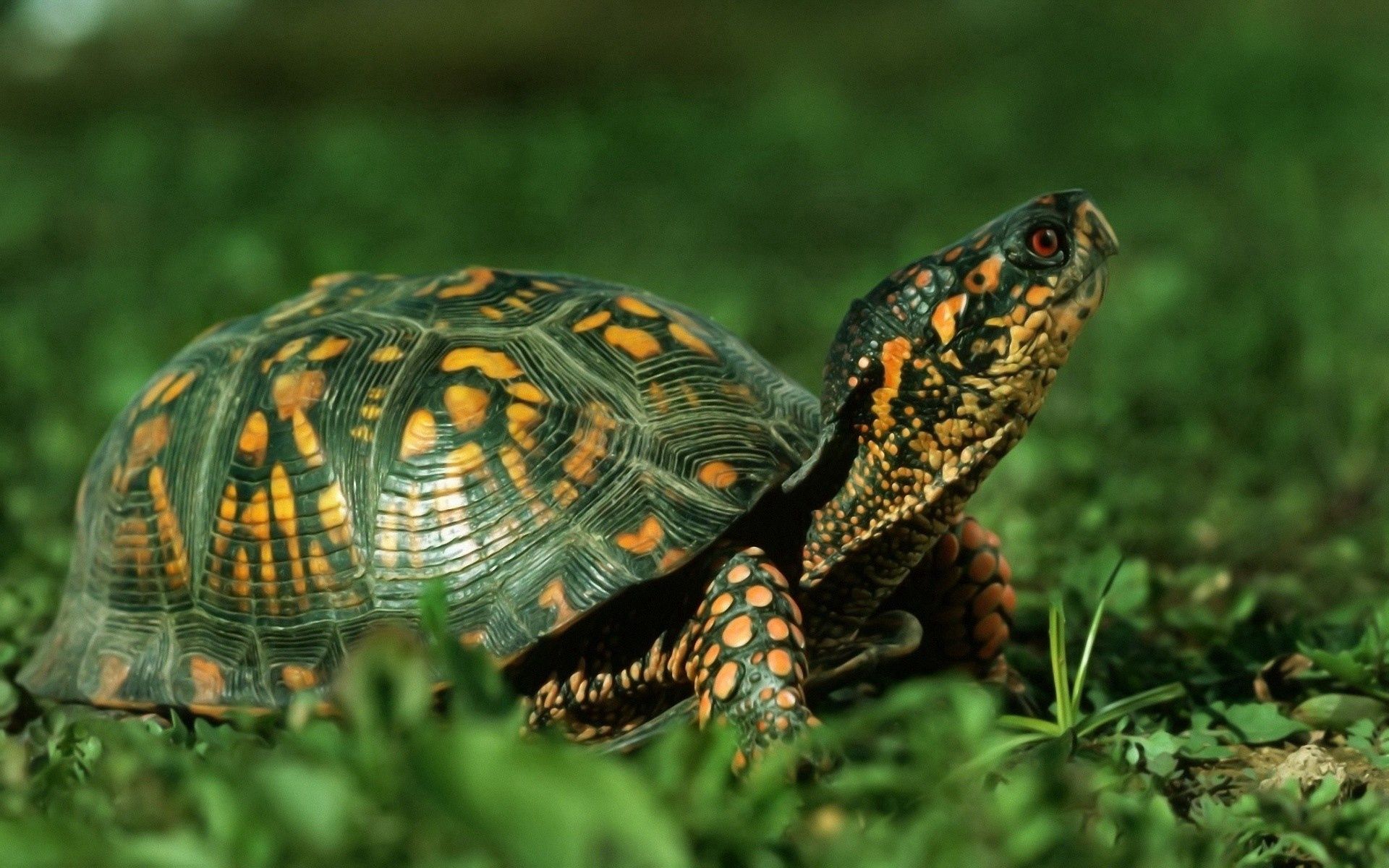 Download mobile wallpaper Grass, Stroll, Animals, Carapace, Shell, Turtle for free.