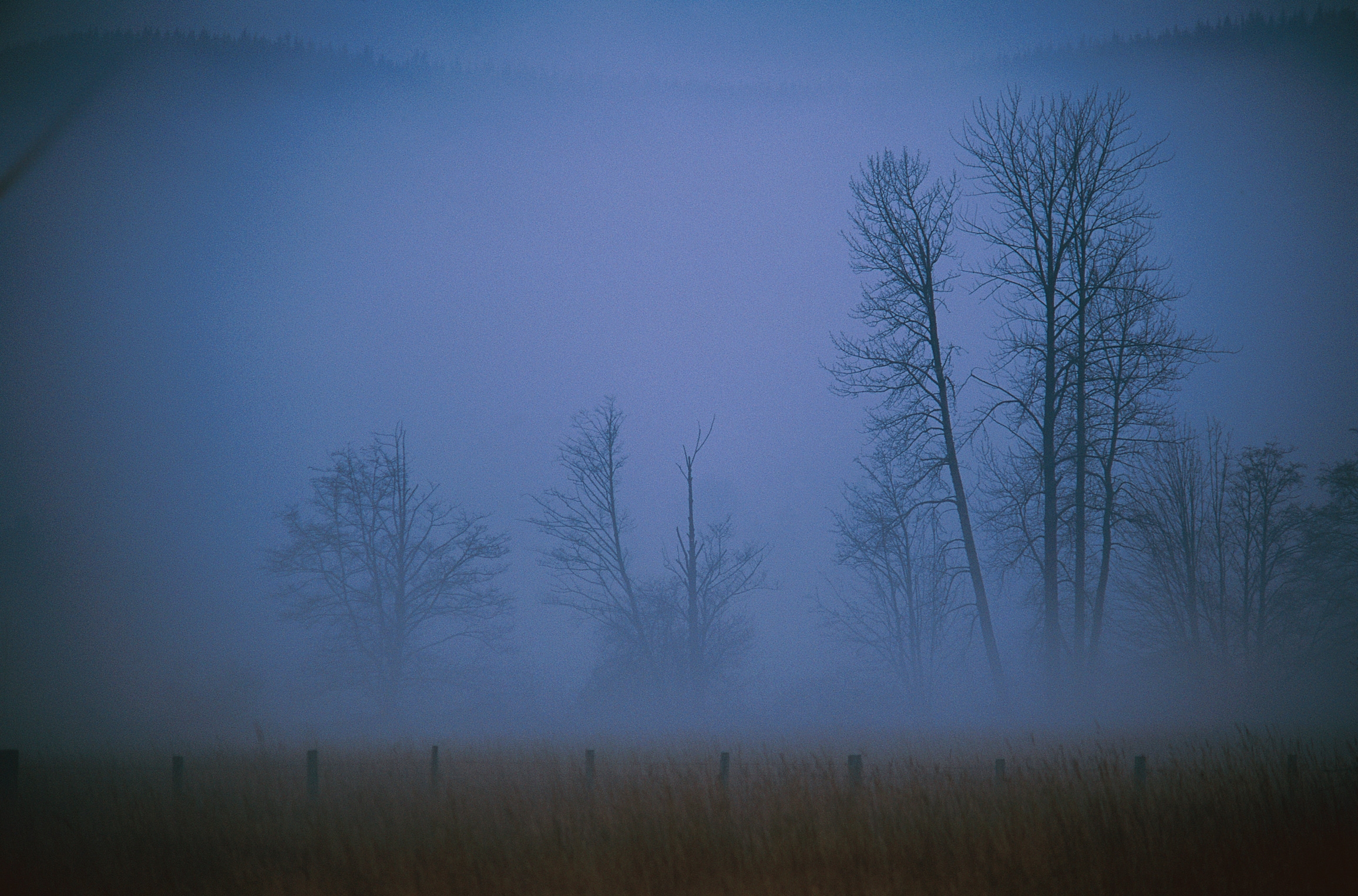 nature, trees, fog, field, evening, haze, shroud