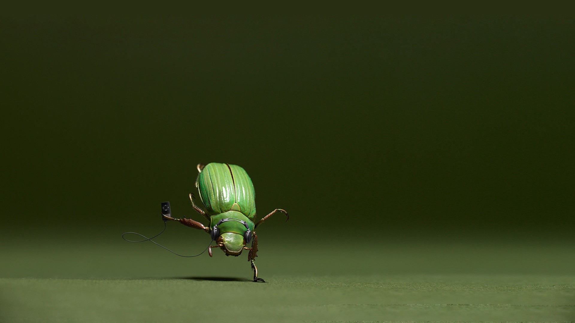 animal, beetle 8K