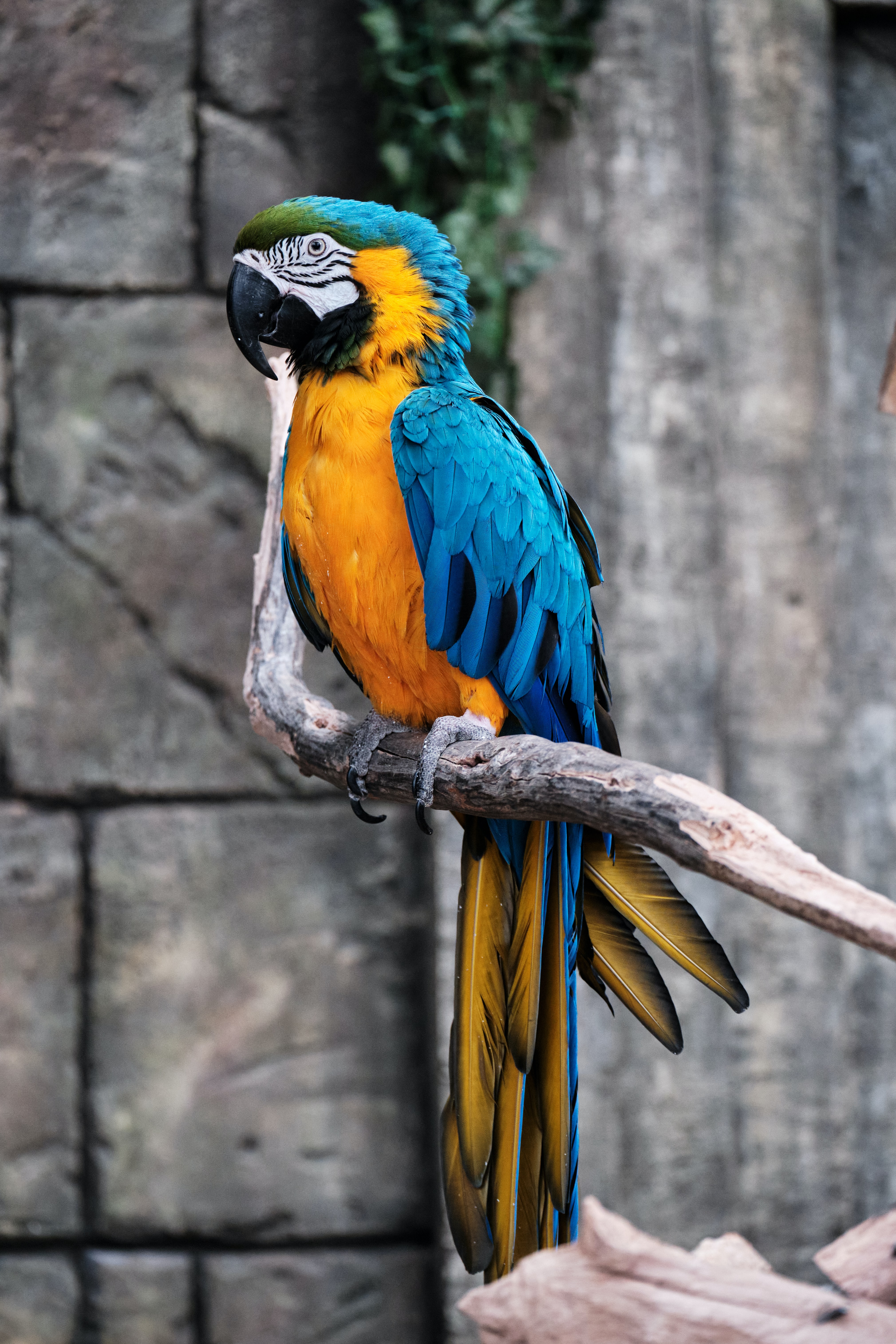 A Colorful Parrot 4K wallpaper