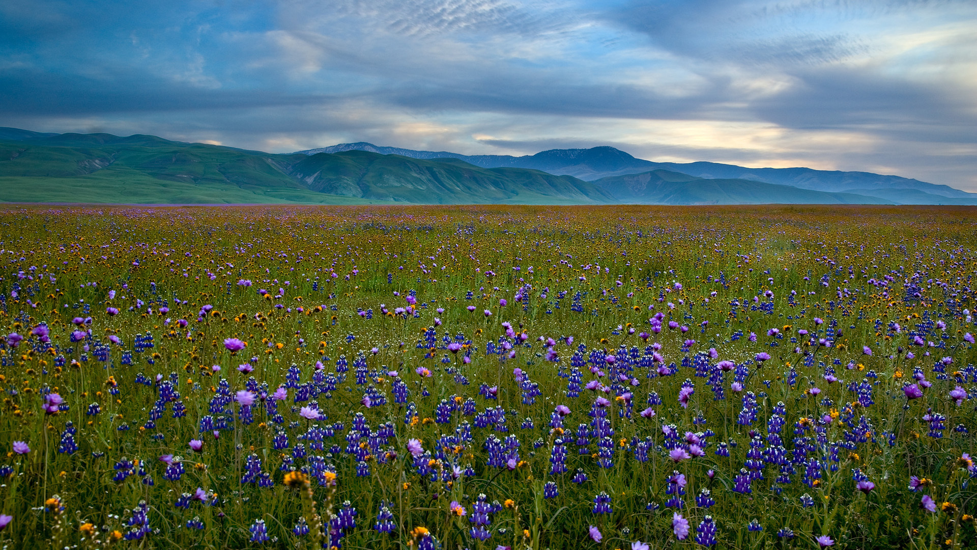 fields, landscape, flowers Smartphone Background