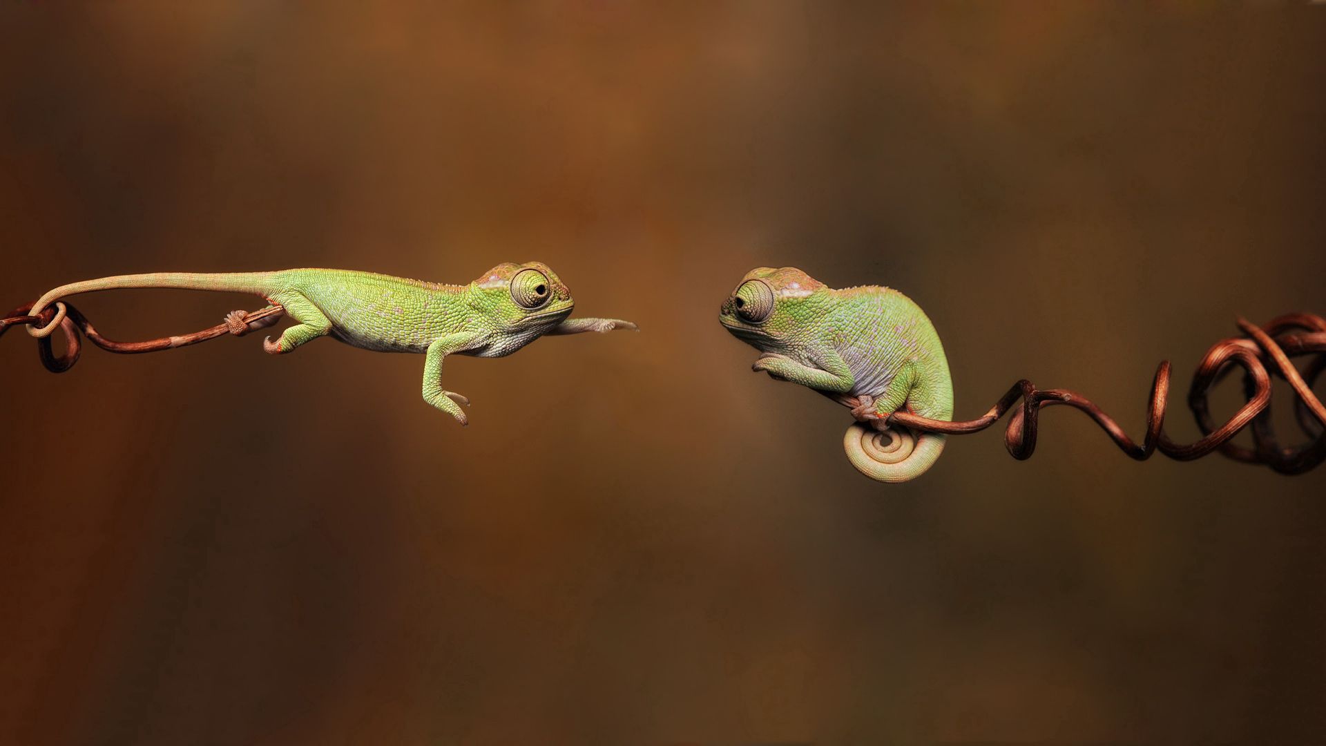 animals, chameleons, couple, pair, branches, reptiles