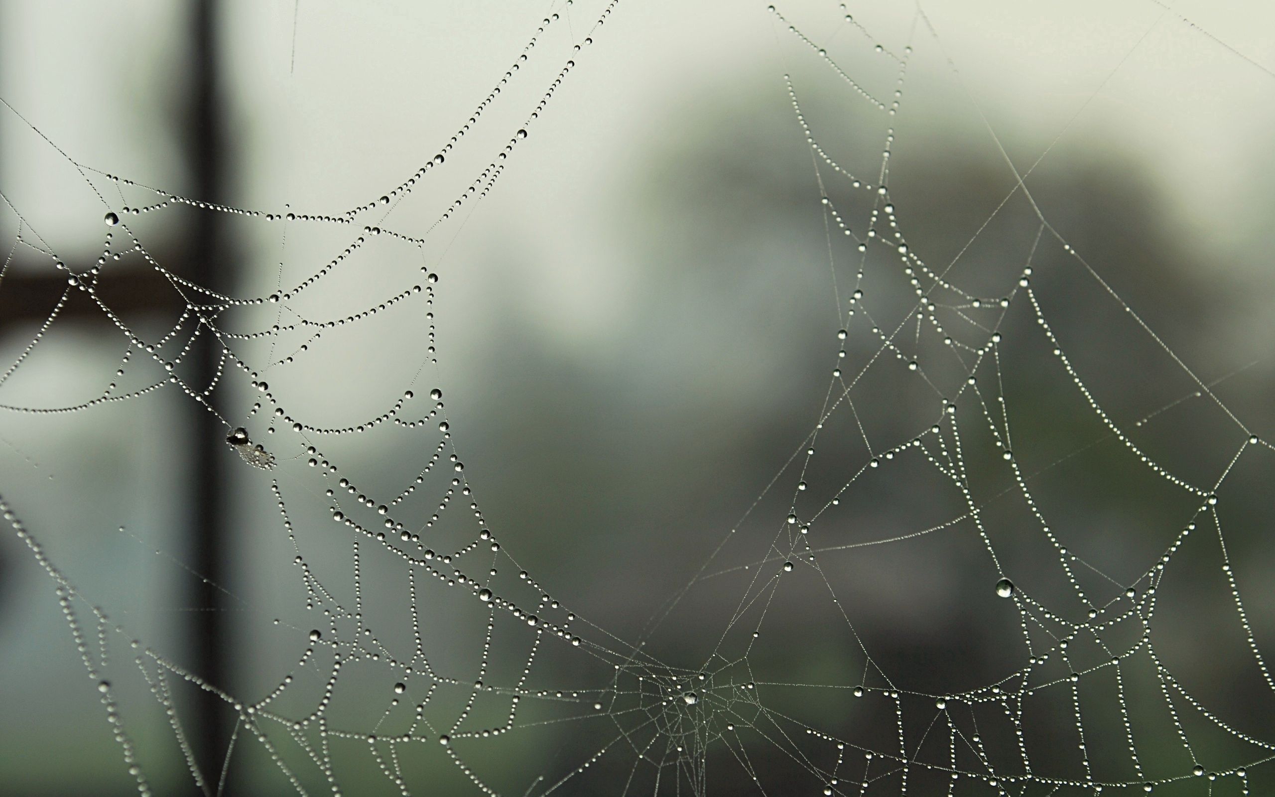 dew, macro, web, drops, holes, cobweb, gossamer UHD