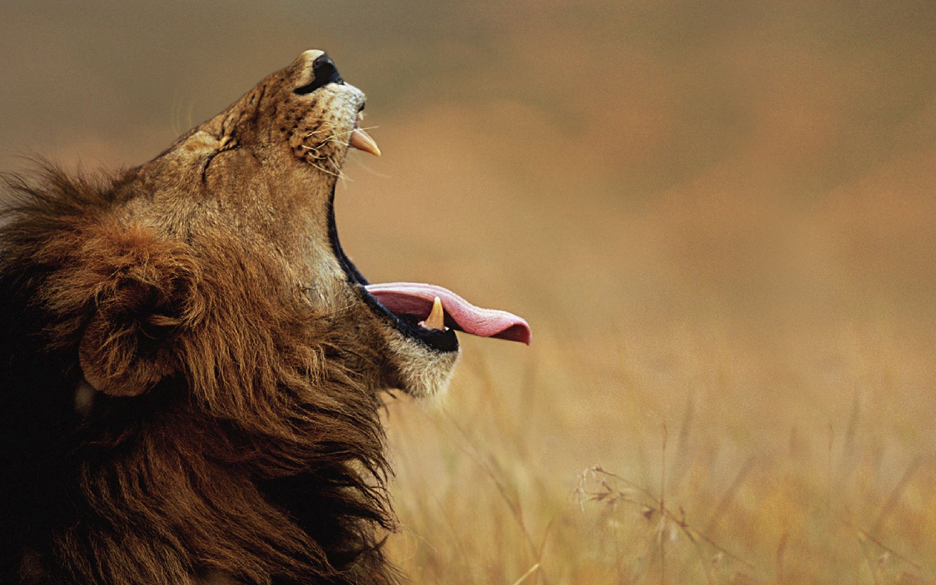 Download mobile wallpaper Muzzle, Profile, Language, Tongue, Scream, Animals, Cry, Lion for free.