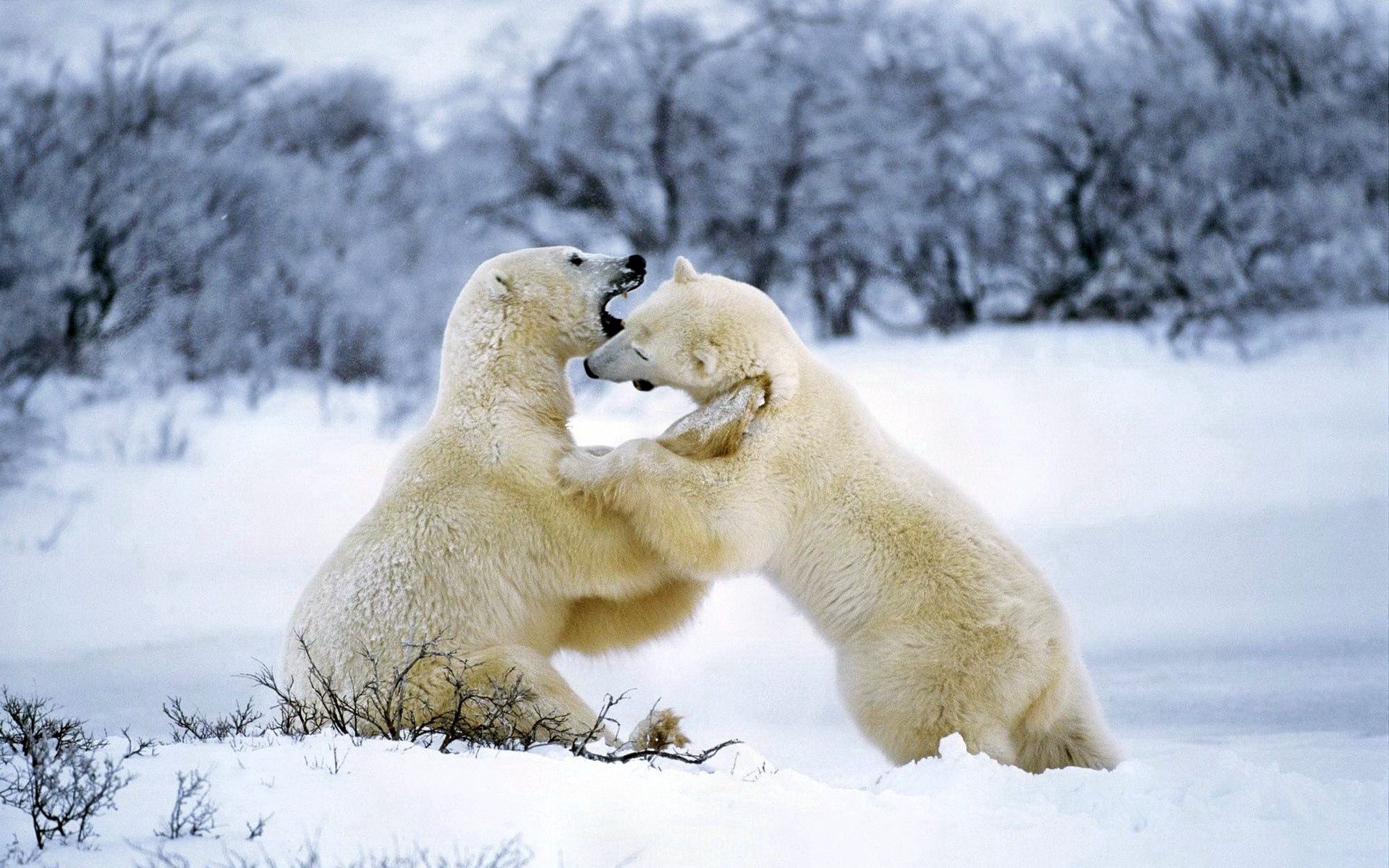Download mobile wallpaper Playful, Polar Bear, Animals, Snow, Pair, Couple for free.