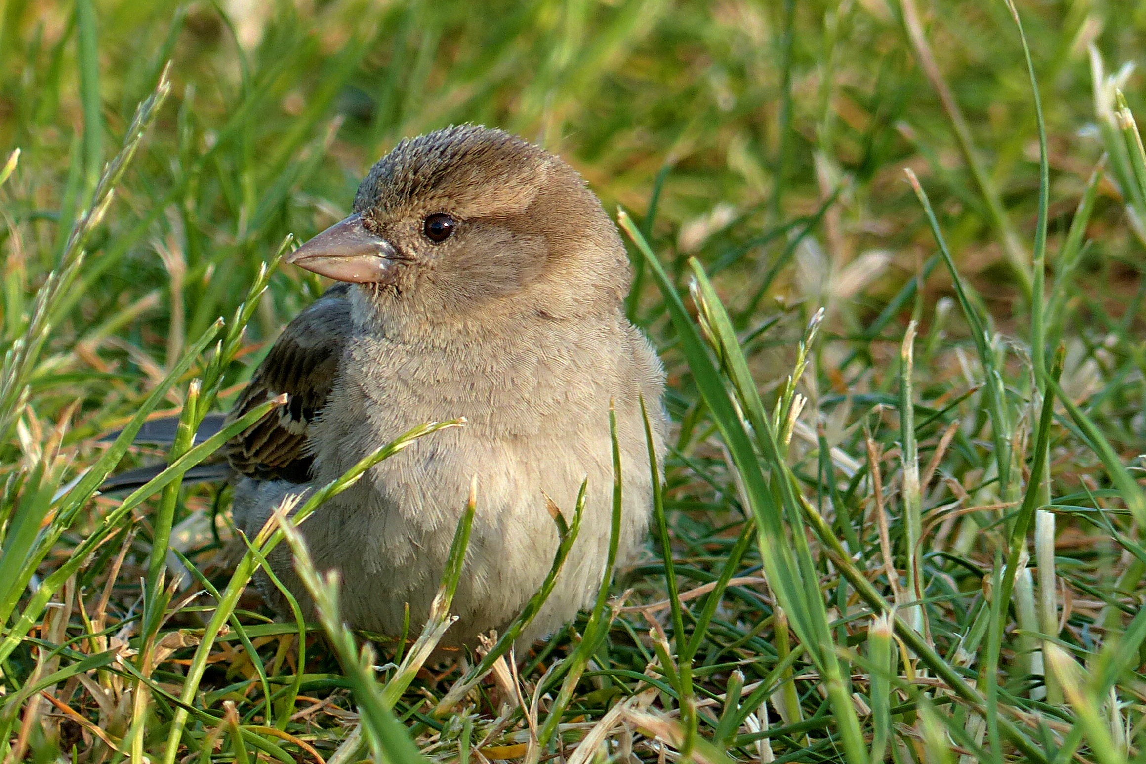 Download mobile wallpaper Sparrow, Animals, Grass, Bird for free.