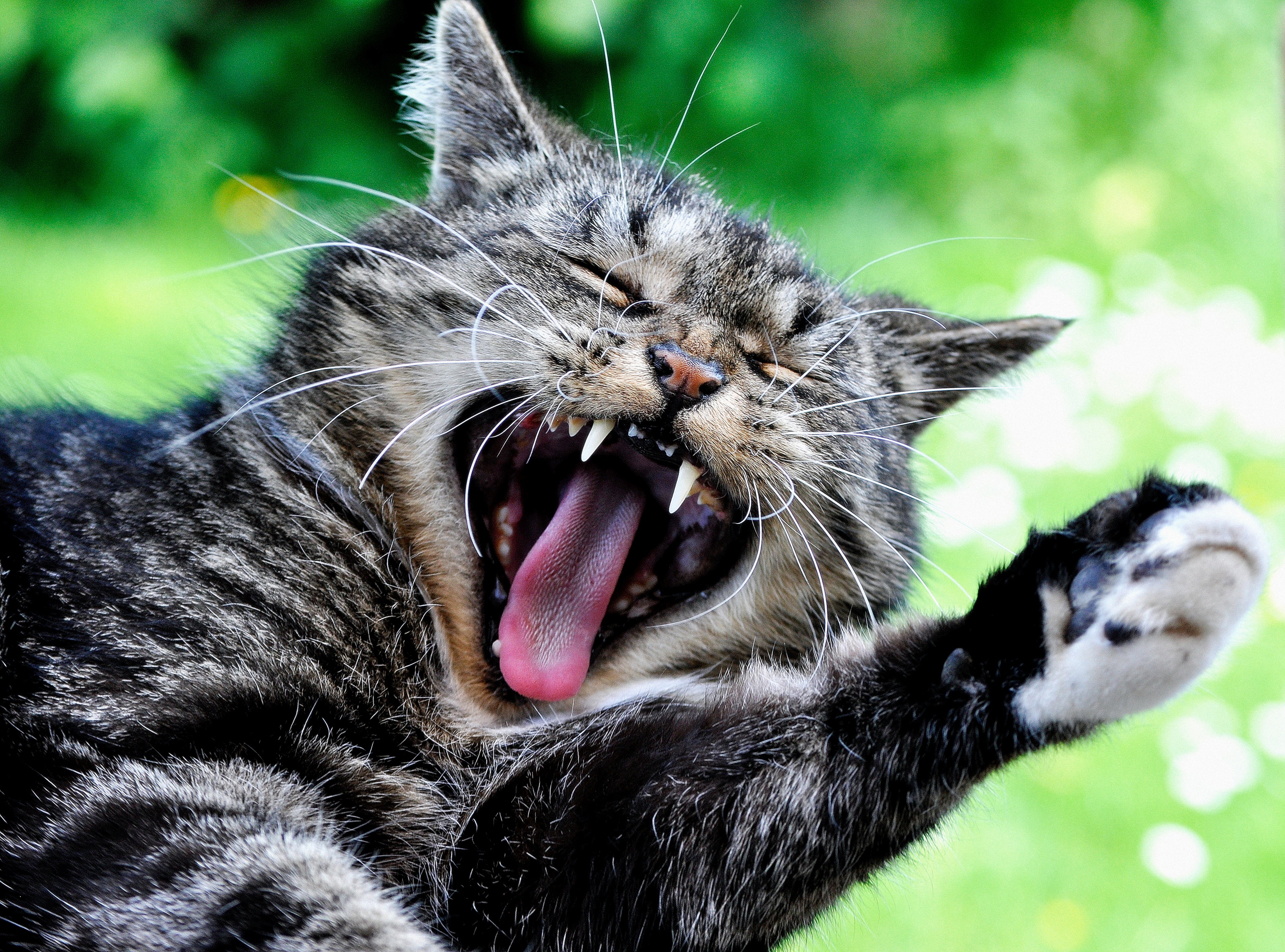 animal, cat, yawn, cats 4K Ultra
