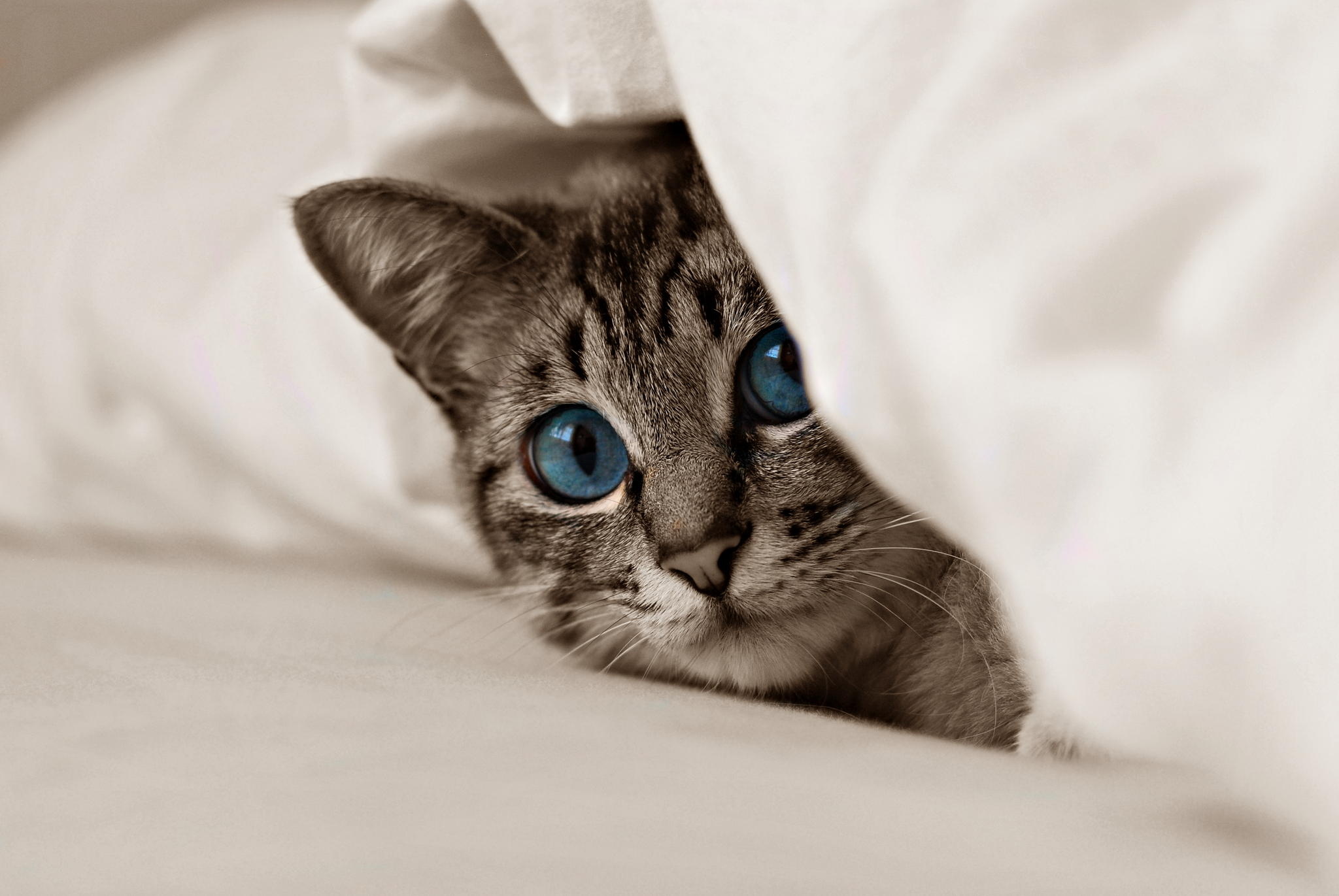 kitty, cat, kitten, animals, muzzle, blue eyes