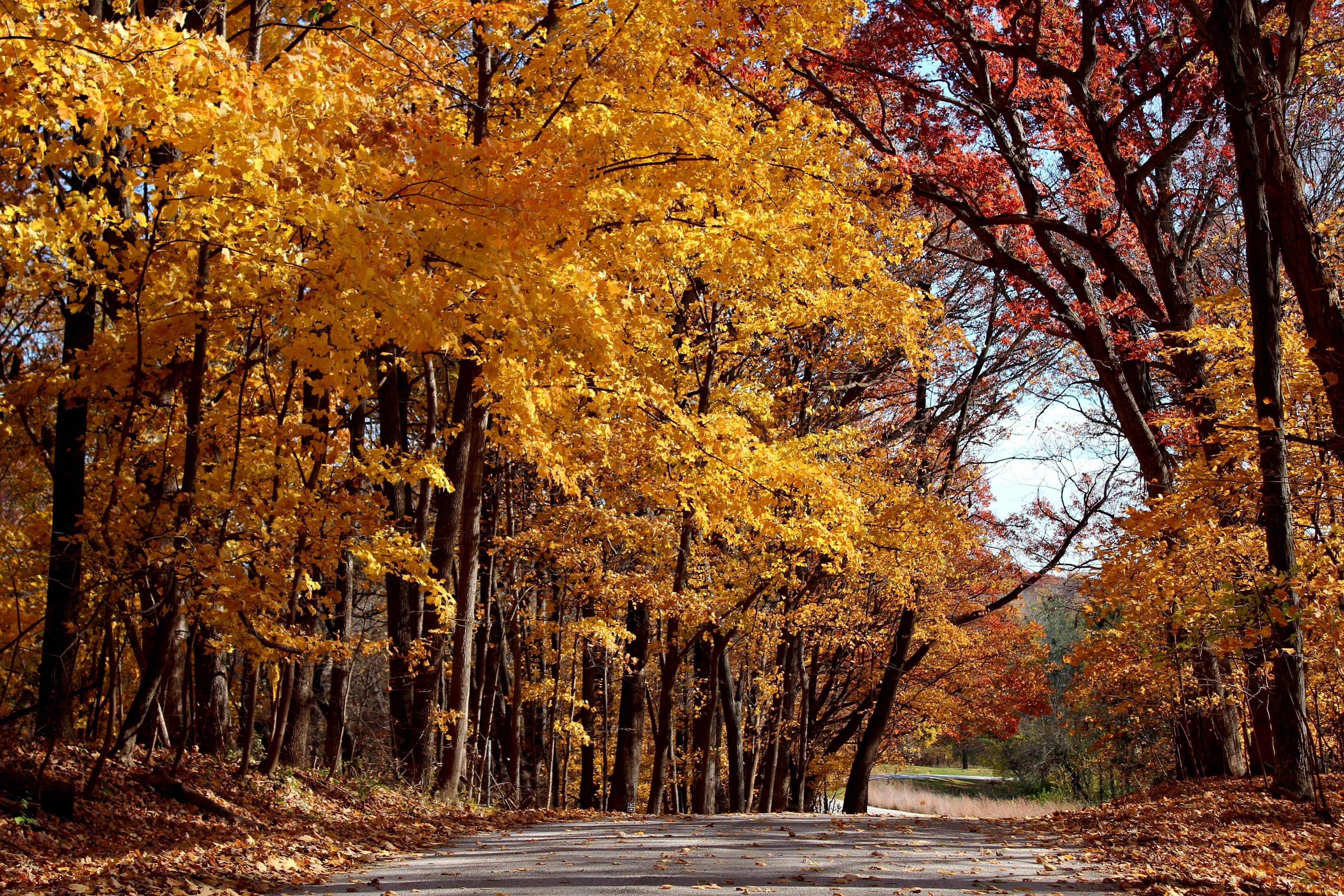 2 сентября осень. Светлый осенний лес. Листопад. Осень пейзаж фото высокого разрешения. Осенний лес сбоку.