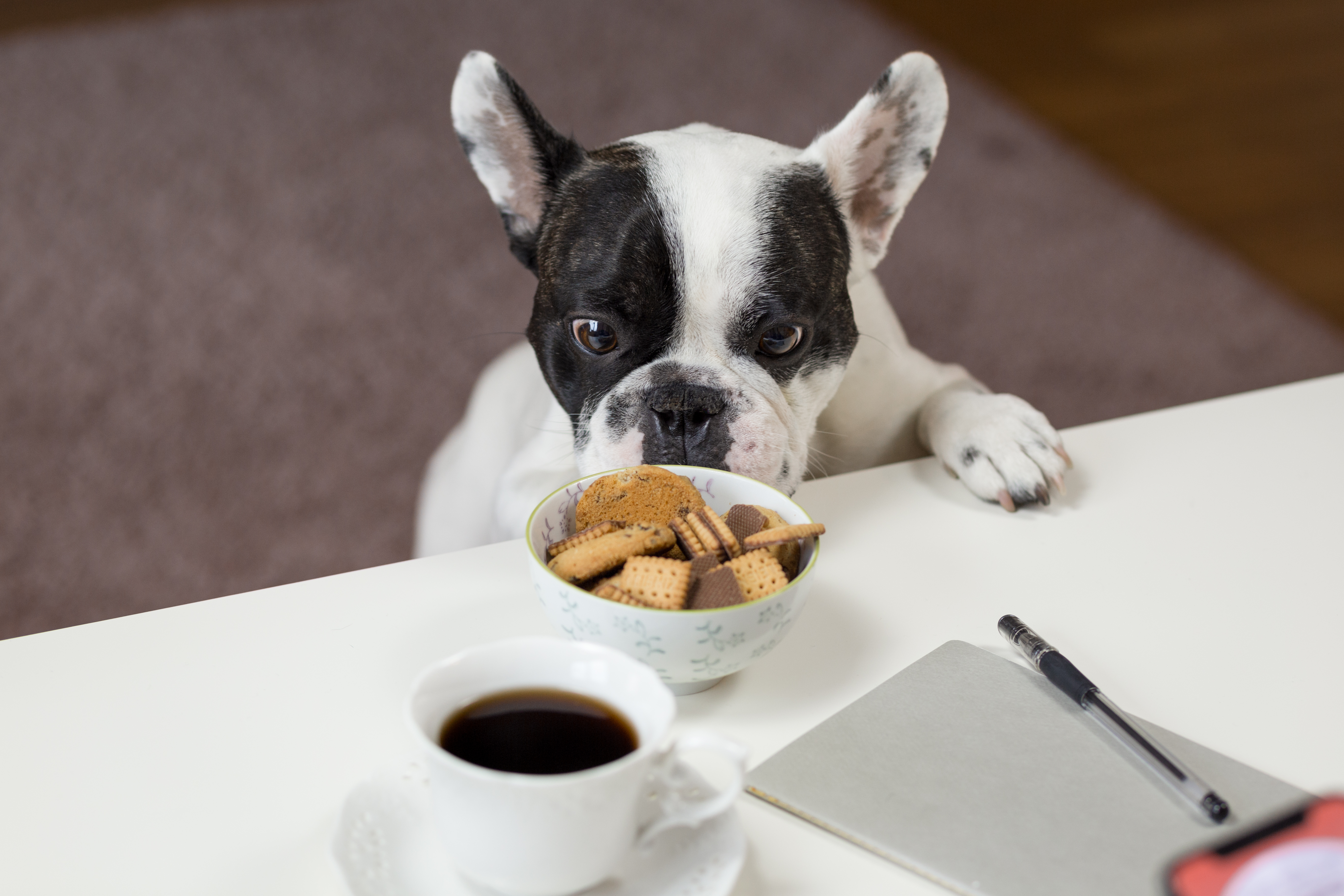 Download mobile wallpaper Opinion, Appetite, Animals, Sight, Bulldog, Cookies for free.