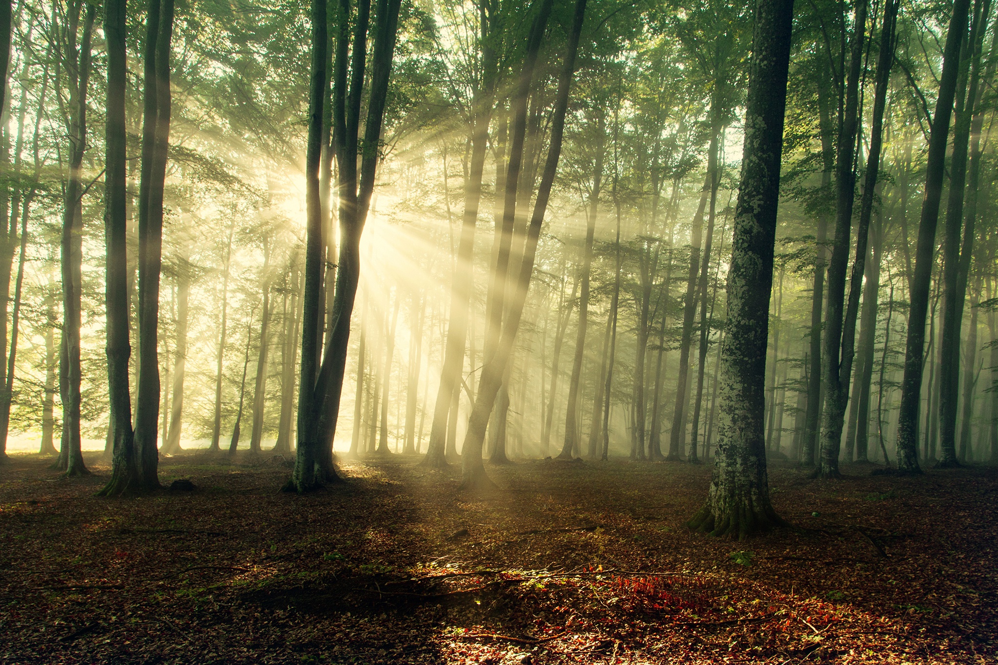 Фотообои рассвет в лесу