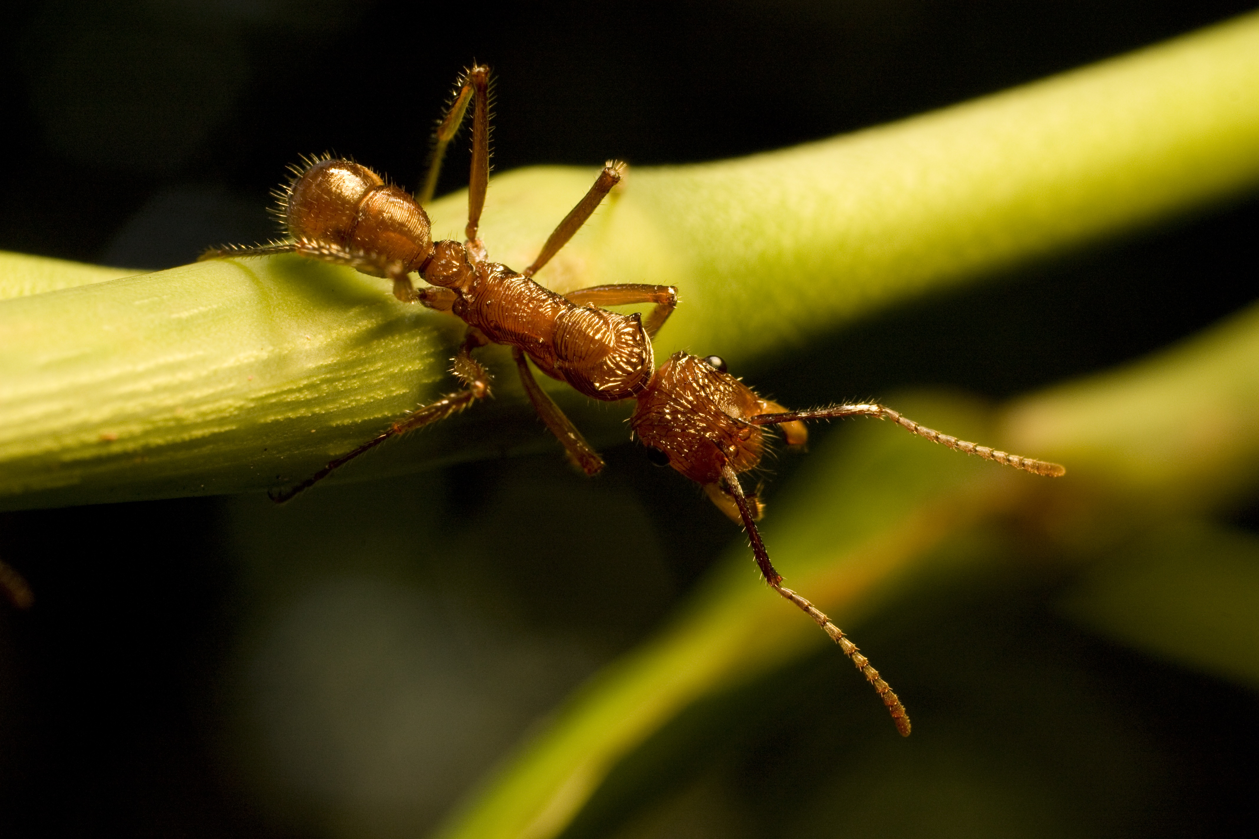 Ant animal. Кордицепс муравей. Муравьи обои. Макро муравьи обои на рабочий стол.