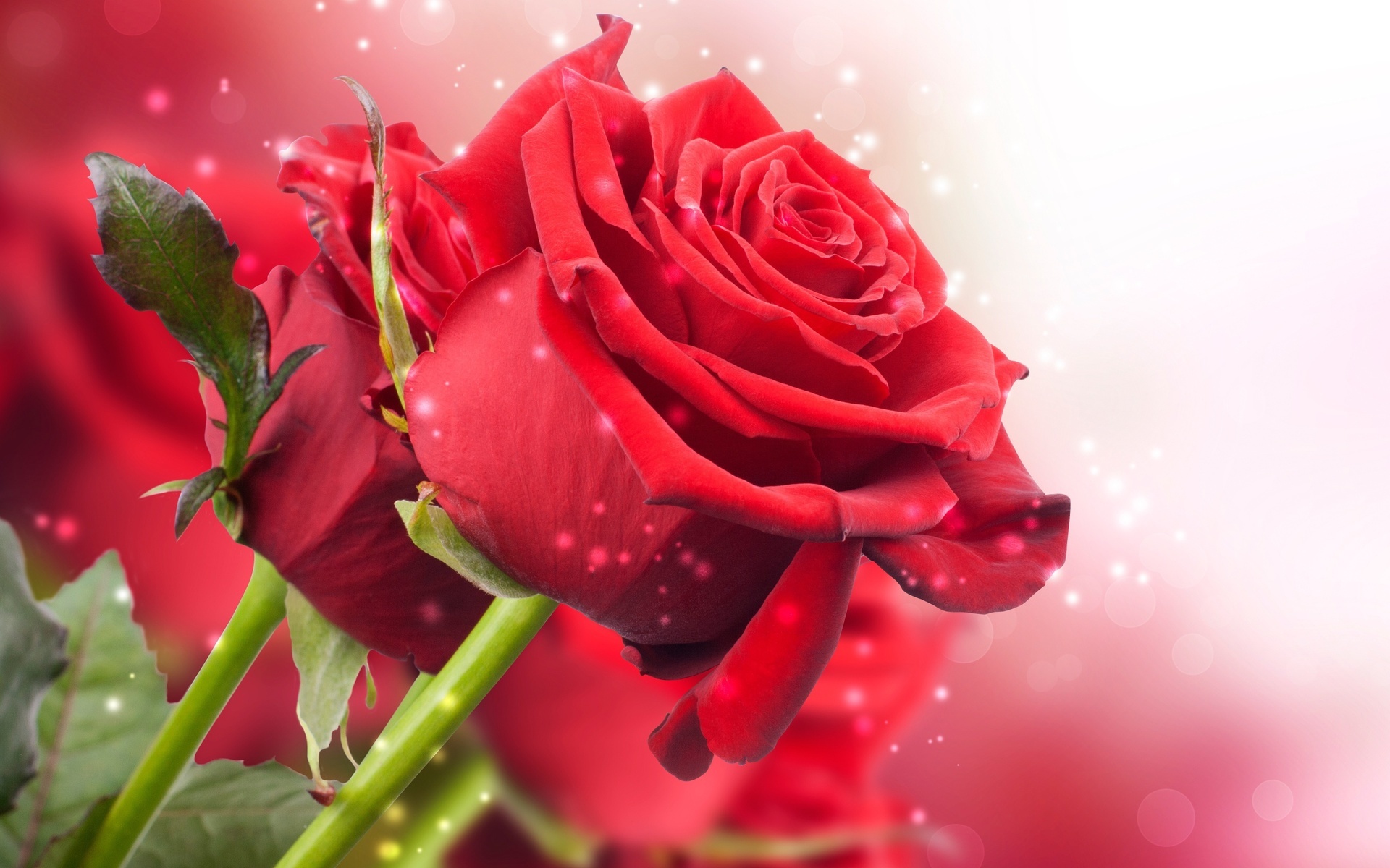 44581 завантажити шпалери рози, рослини, квіти, червоний - заставки і картинки безкоштовно