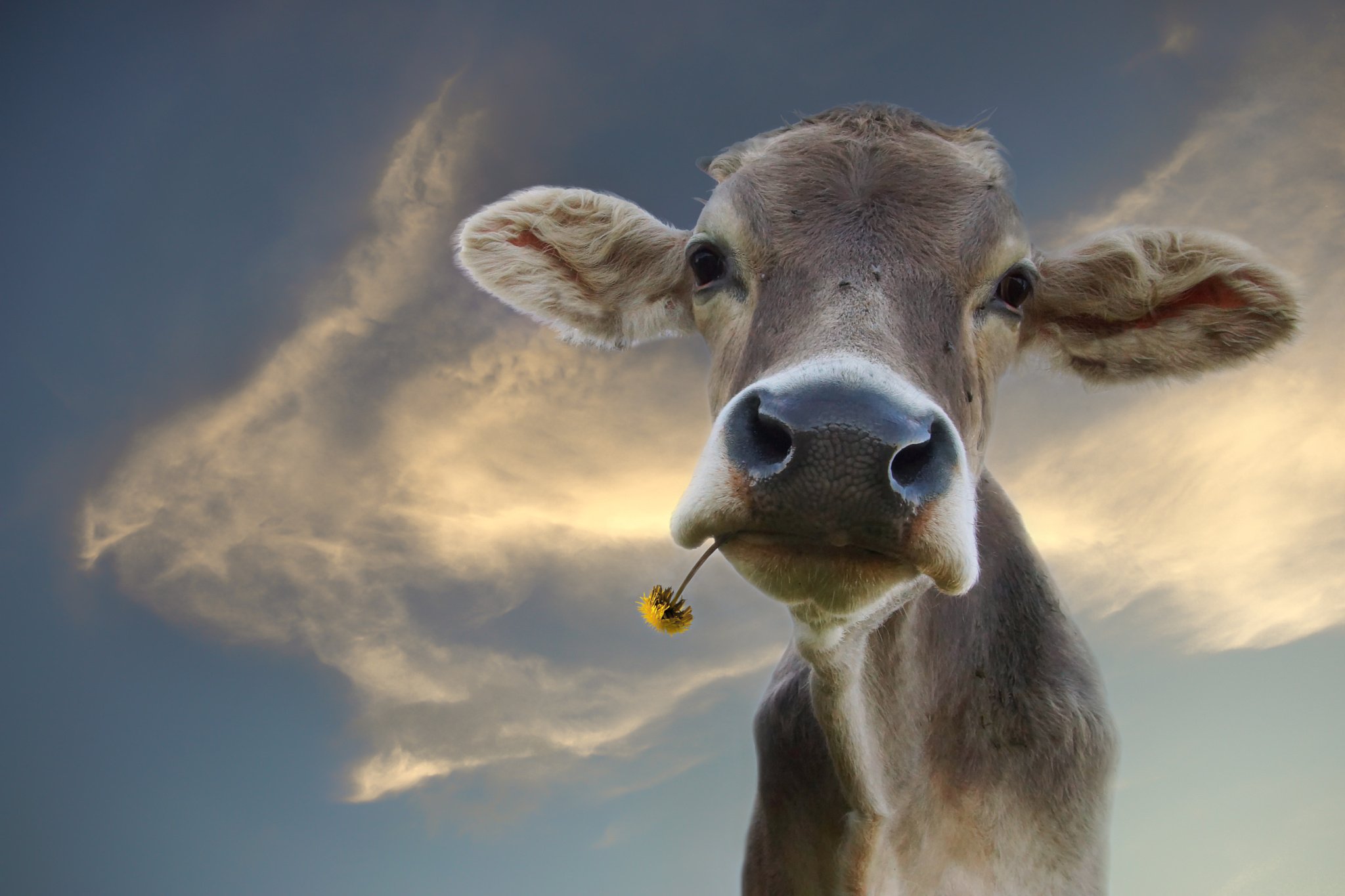 Gir Cow Images – Browse 768 Stock Photos, Vectors, and Video | Adobe Stock