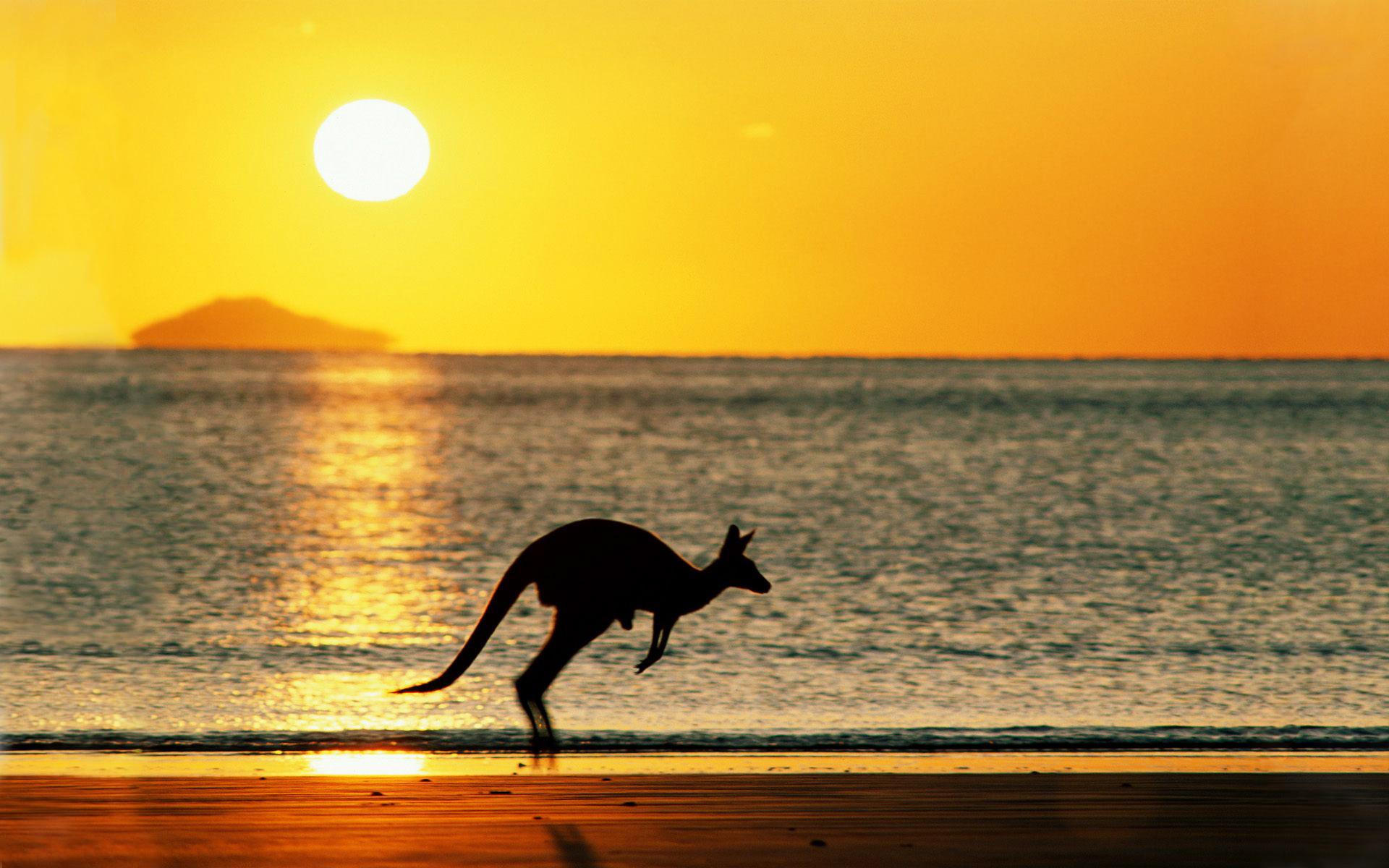 561920 скачать обои море, австралия, закат, животные, кенгуру, пляж, прыжок, солнце - заставки и картинки бесплатно
