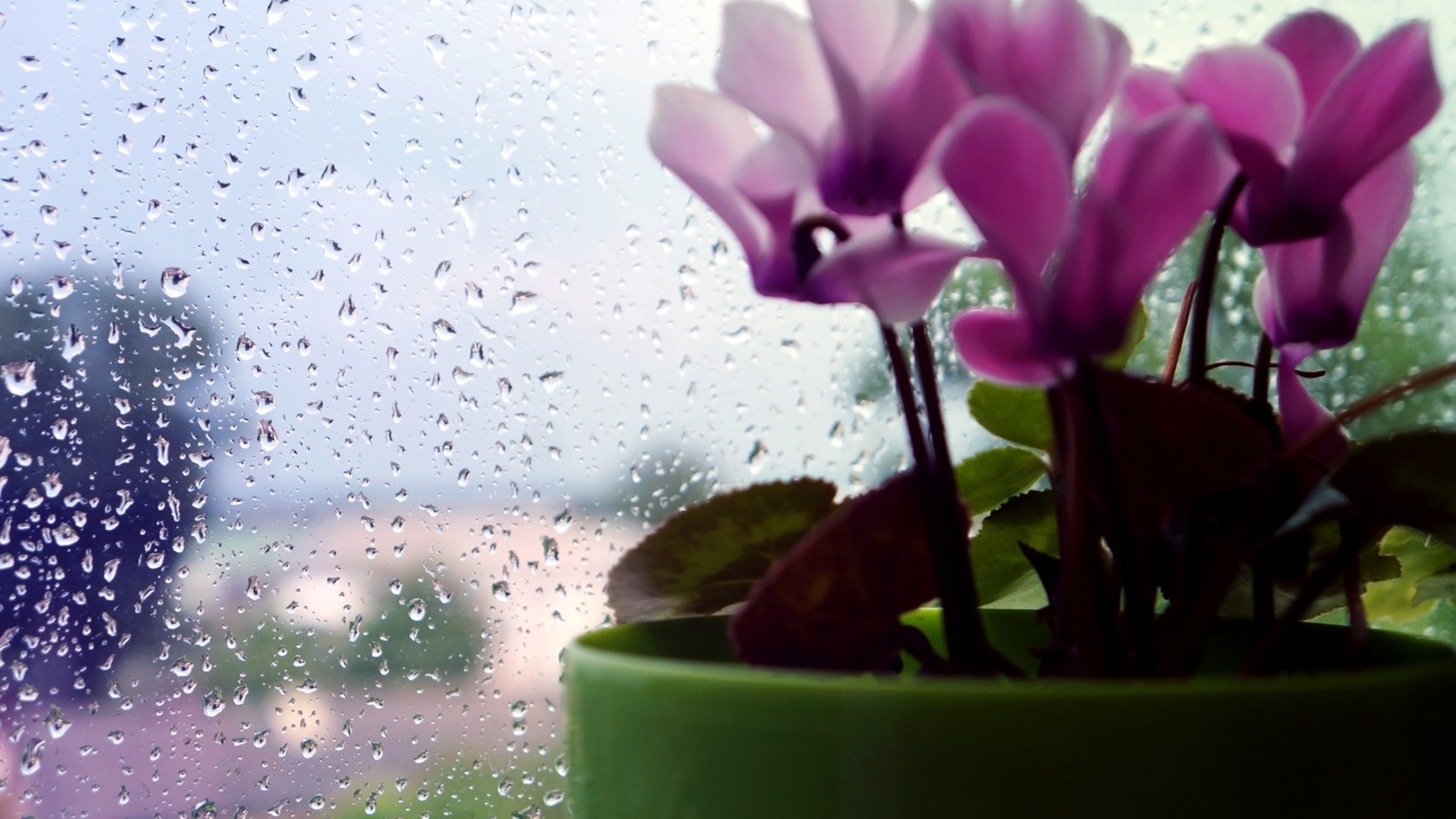 Цветы на окне и дождь